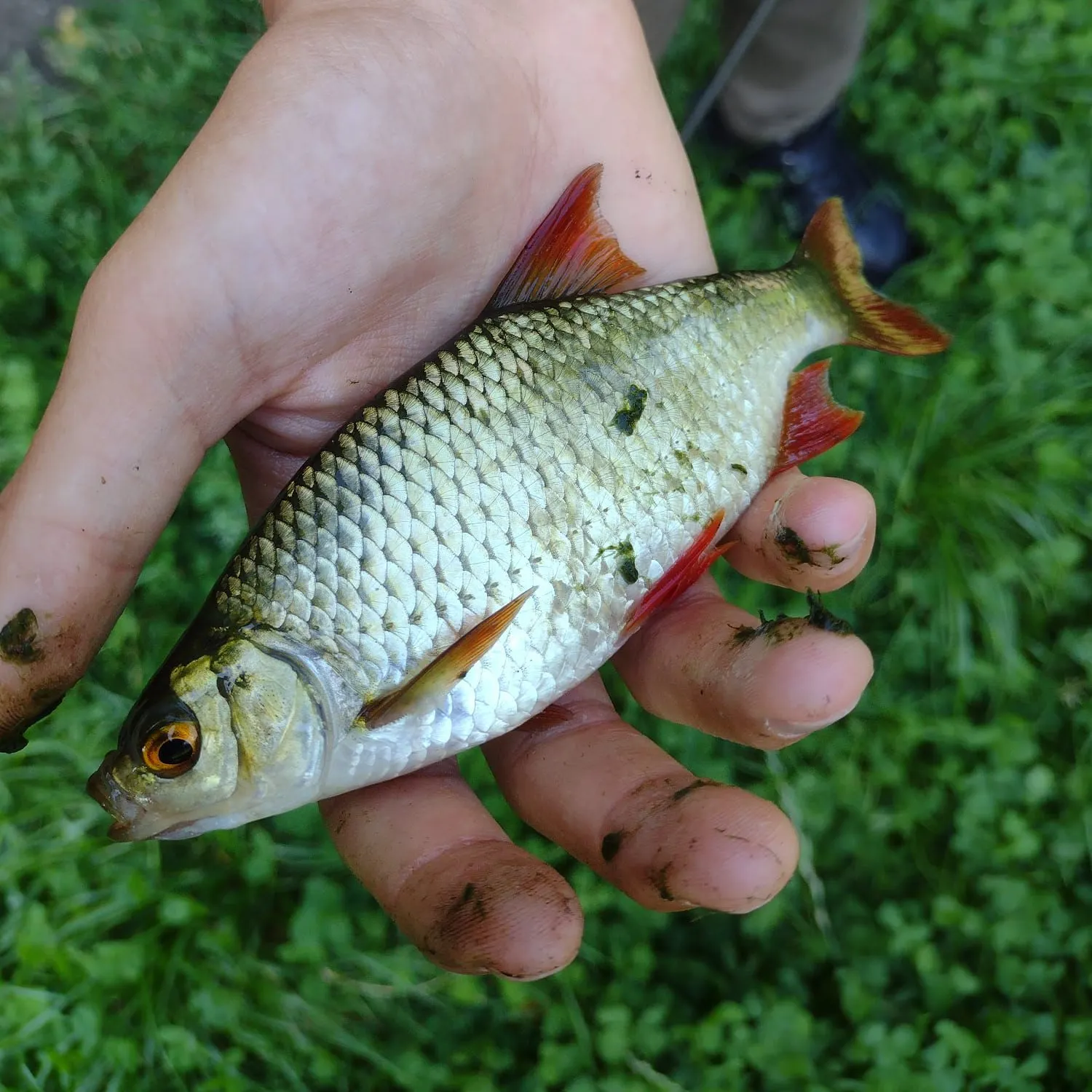 Common rudd caught on Fishbrain