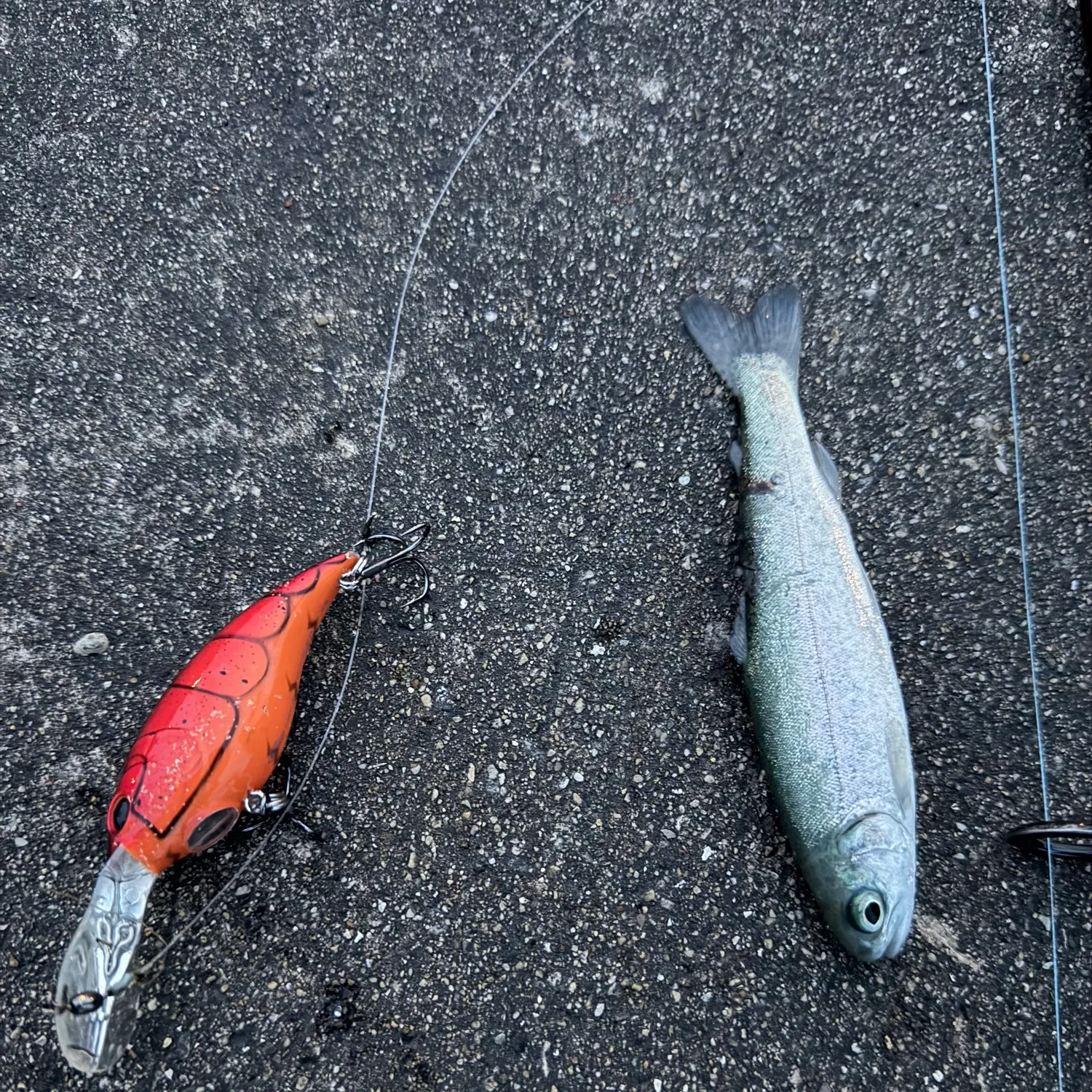 Rainbow trout caught on Fishbrain