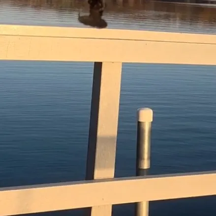 The most recent Signal crayfish catches on Fishbrain