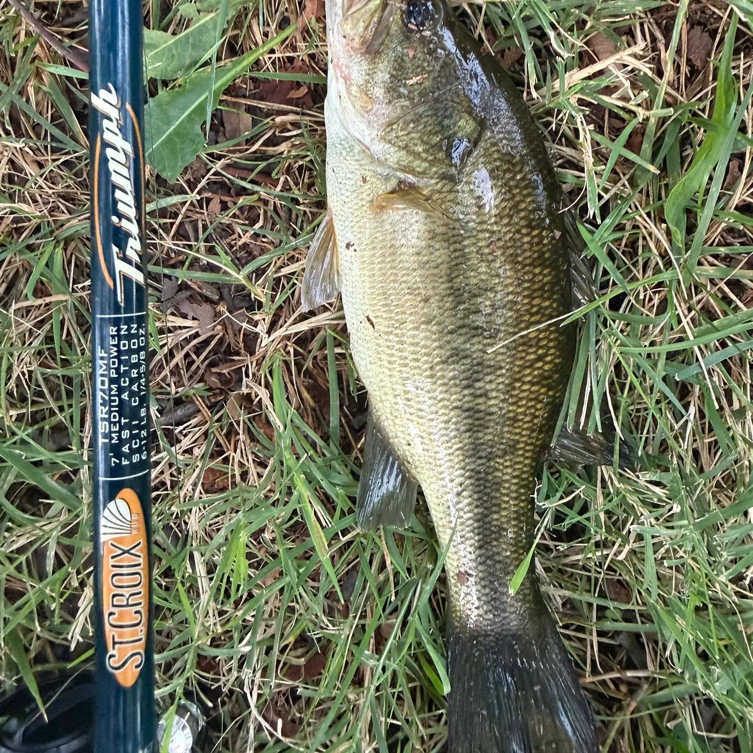 Largemouth bass caught on Fishbrain