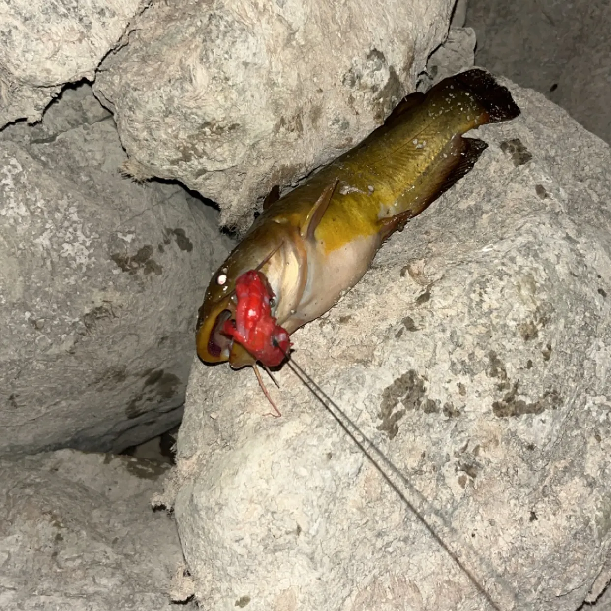 Yellow bullhead caught on Fishbrain
