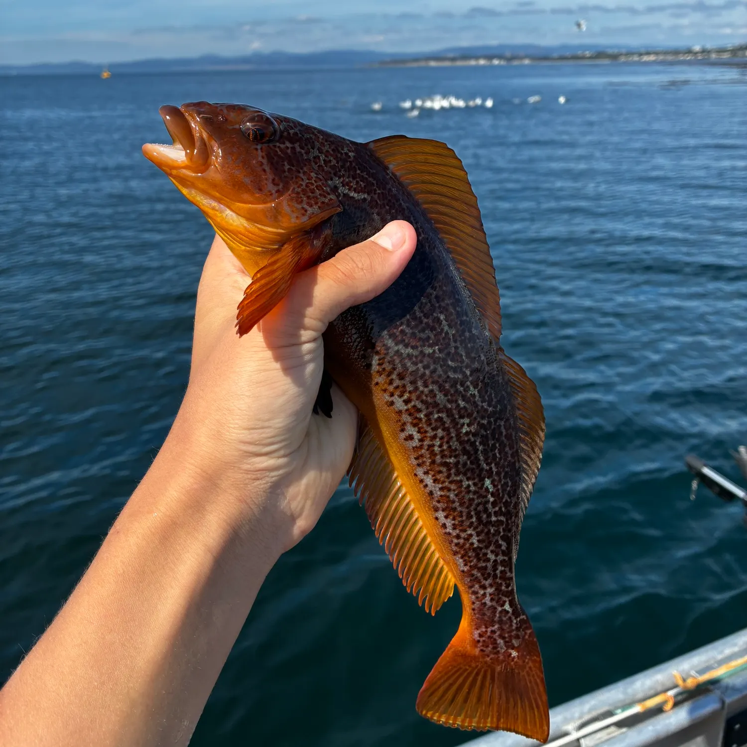 The most recent Kelp greenling catches on Fishbrain