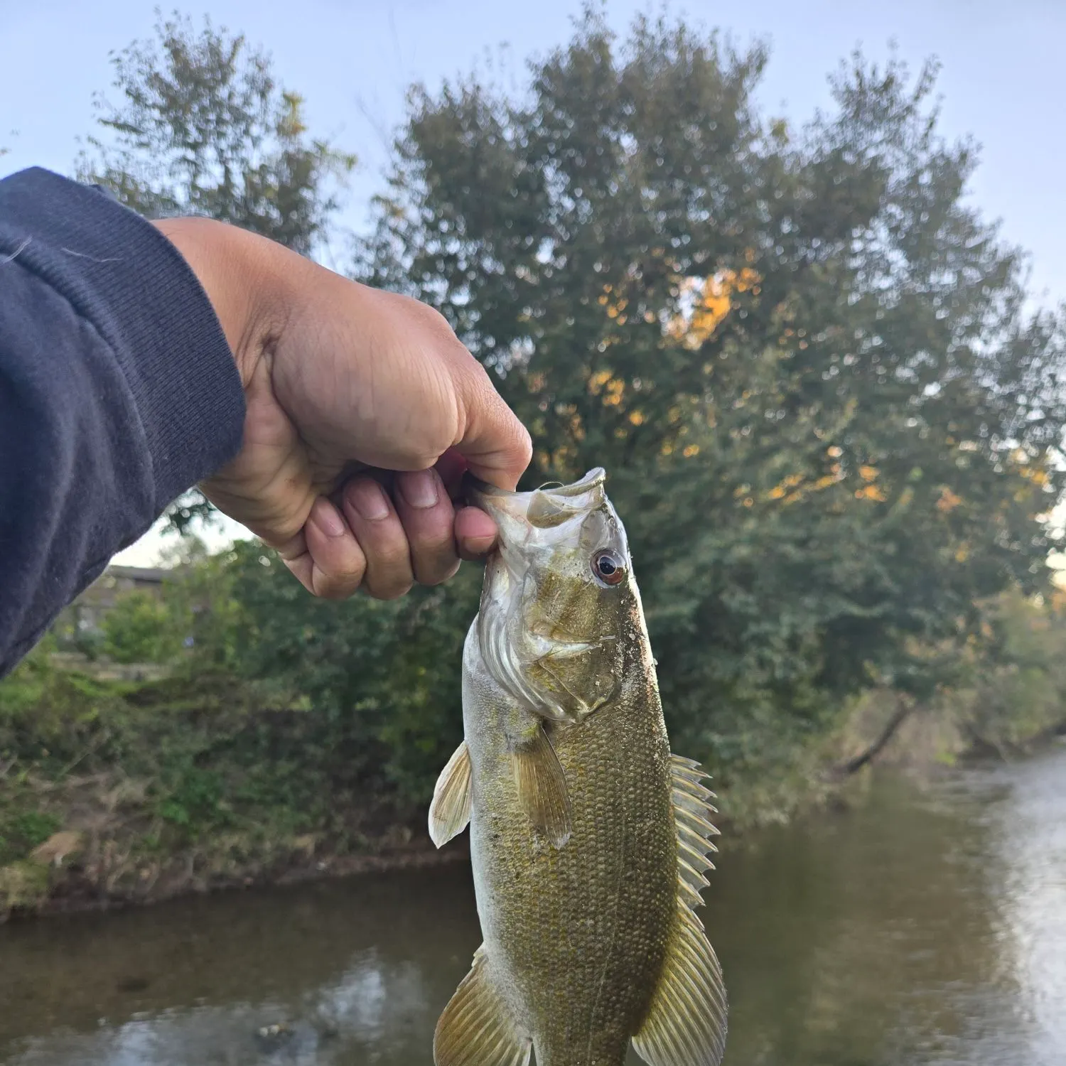 Smallmouth bass caught on Fishbrain