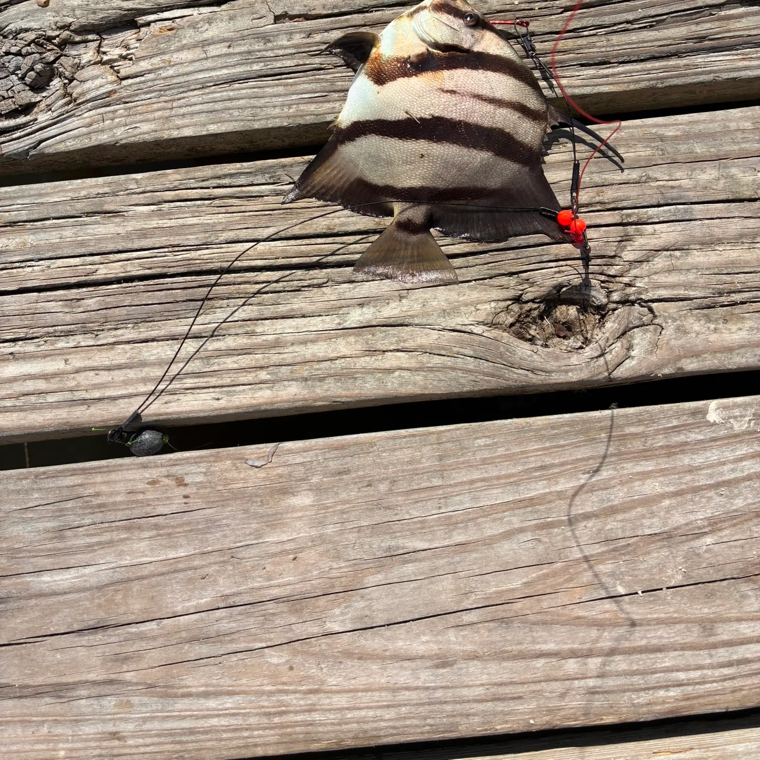 Atlantic spadefish caught on Fishbrain