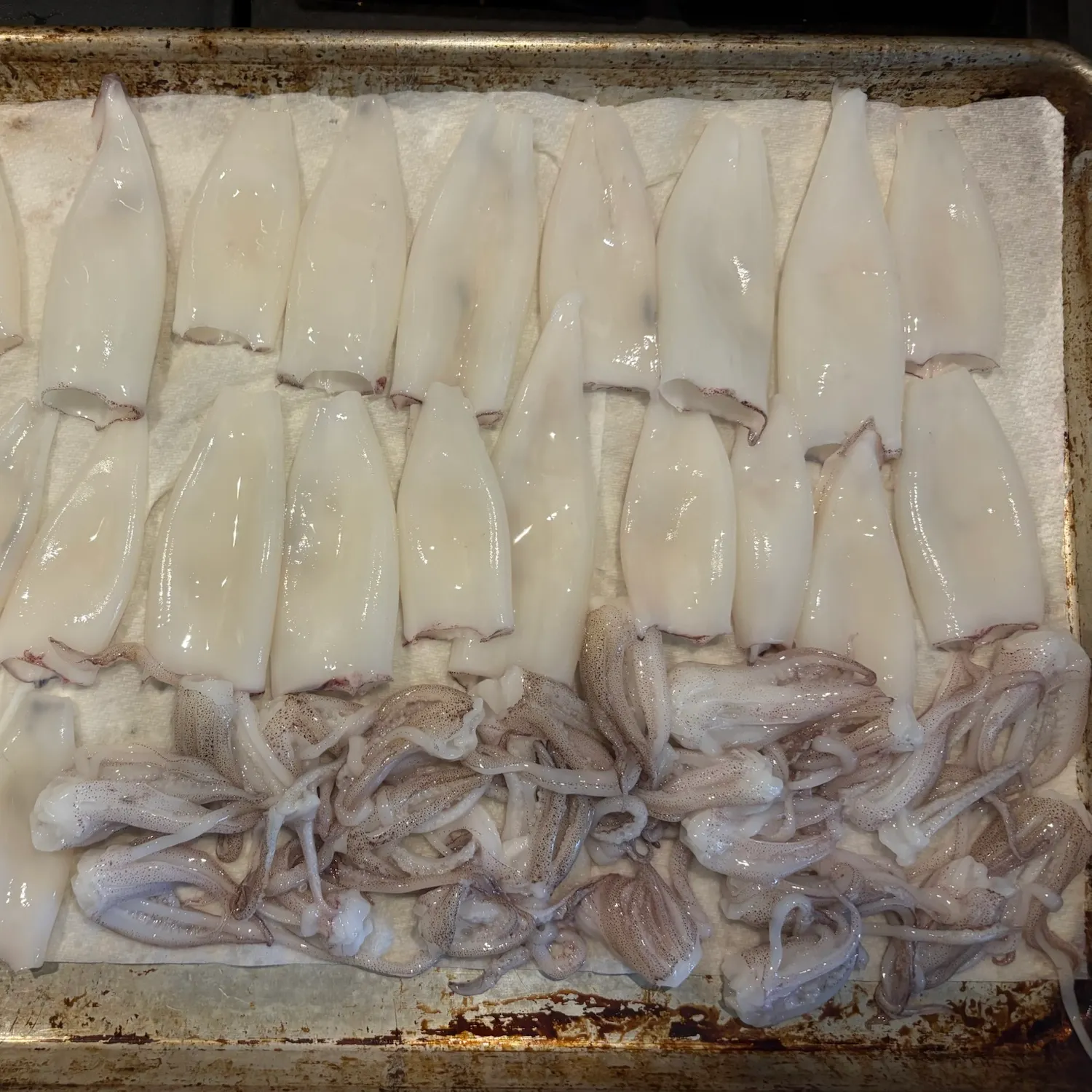 The most recent Longfin inshore squid catches on Fishbrain