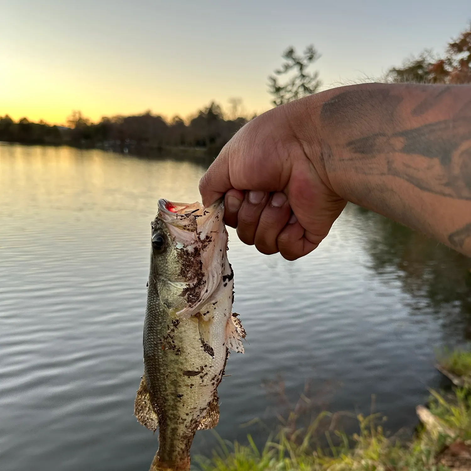 Largemouth bass caught on Fishbrain
