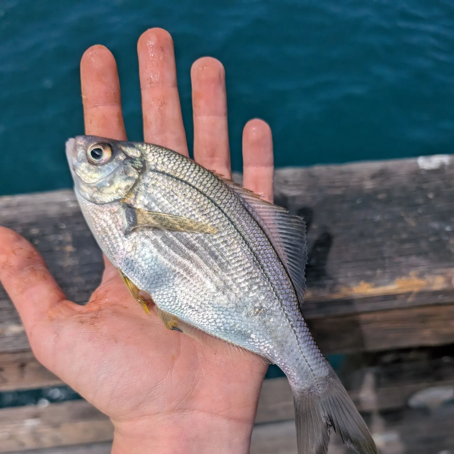 The most recent White seaperch catches on Fishbrain