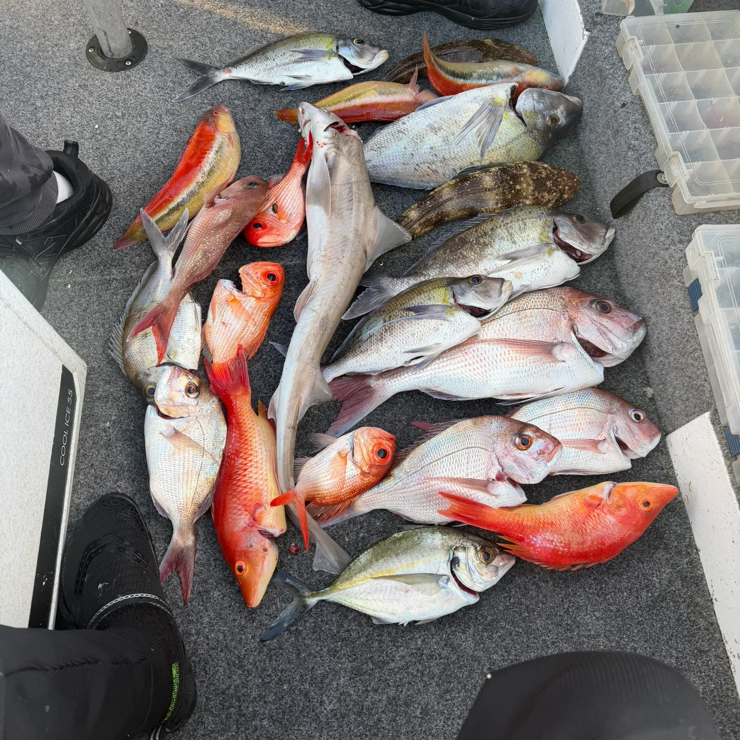 The most recent Sea carp catches on Fishbrain