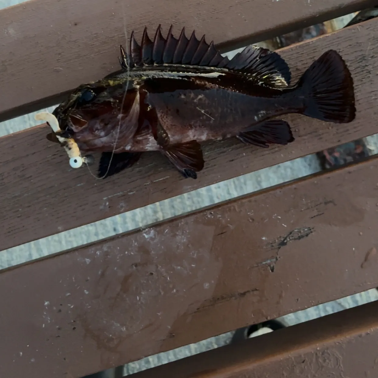 The most recent Blue rockfish catches on Fishbrain