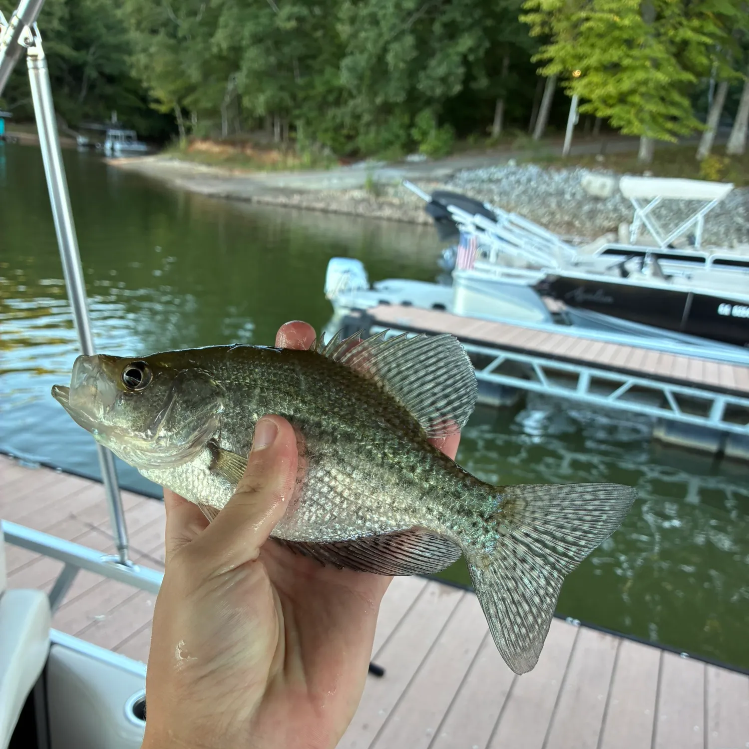 Black crappie caught on Fishbrain