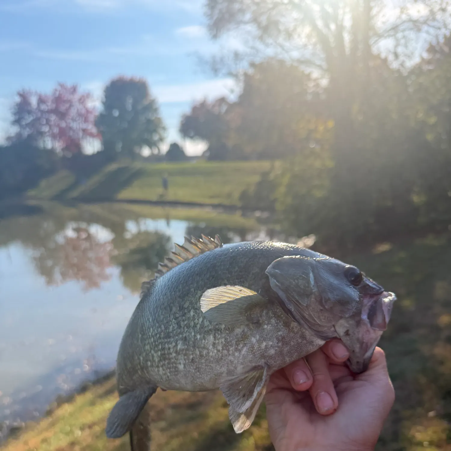 Smallmouth bass caught on Fishbrain