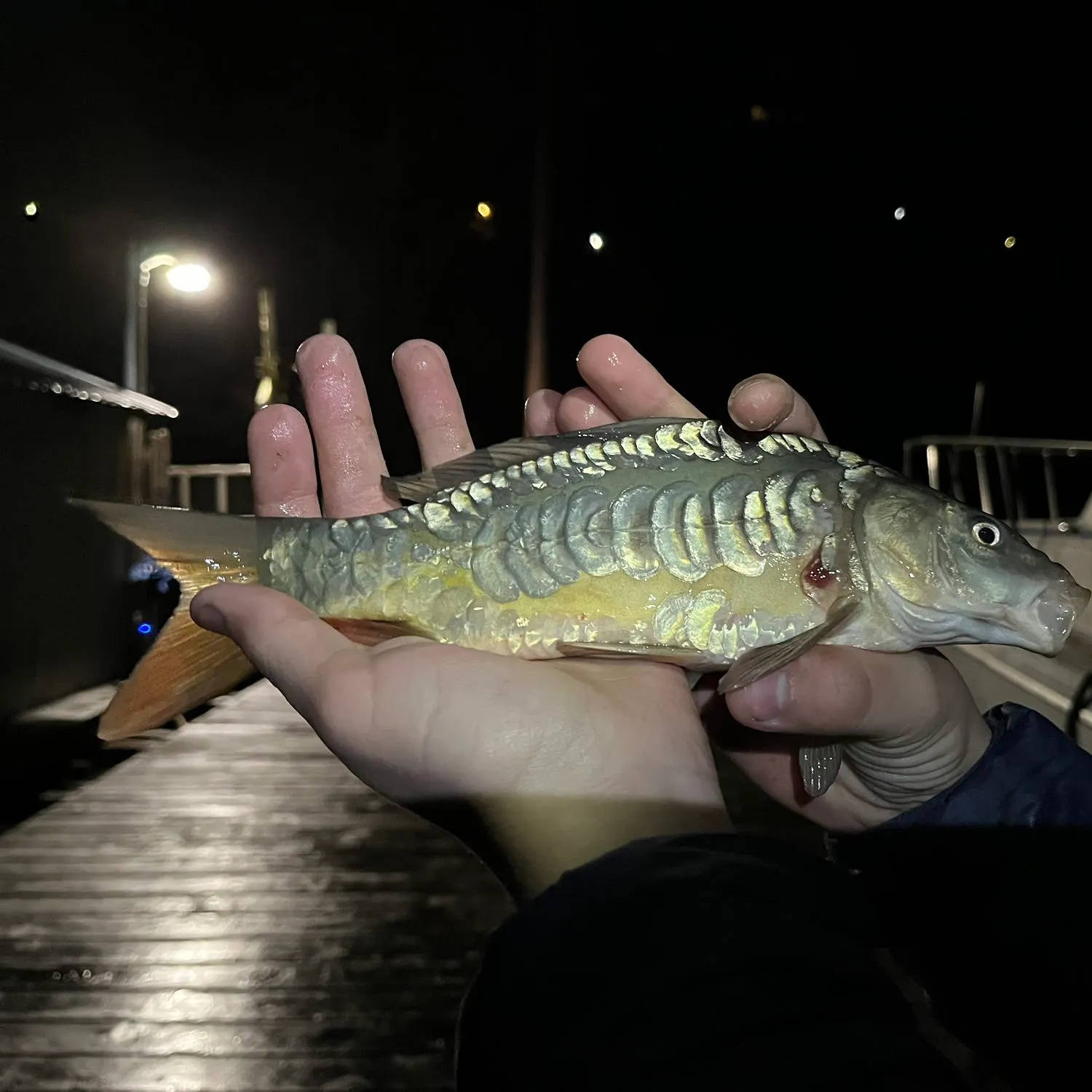 Mirror carp caught on Fishbrain