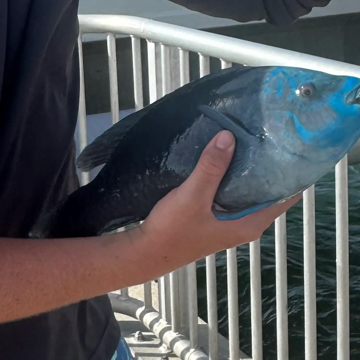 The most recent Midnight parrotfish catches on Fishbrain