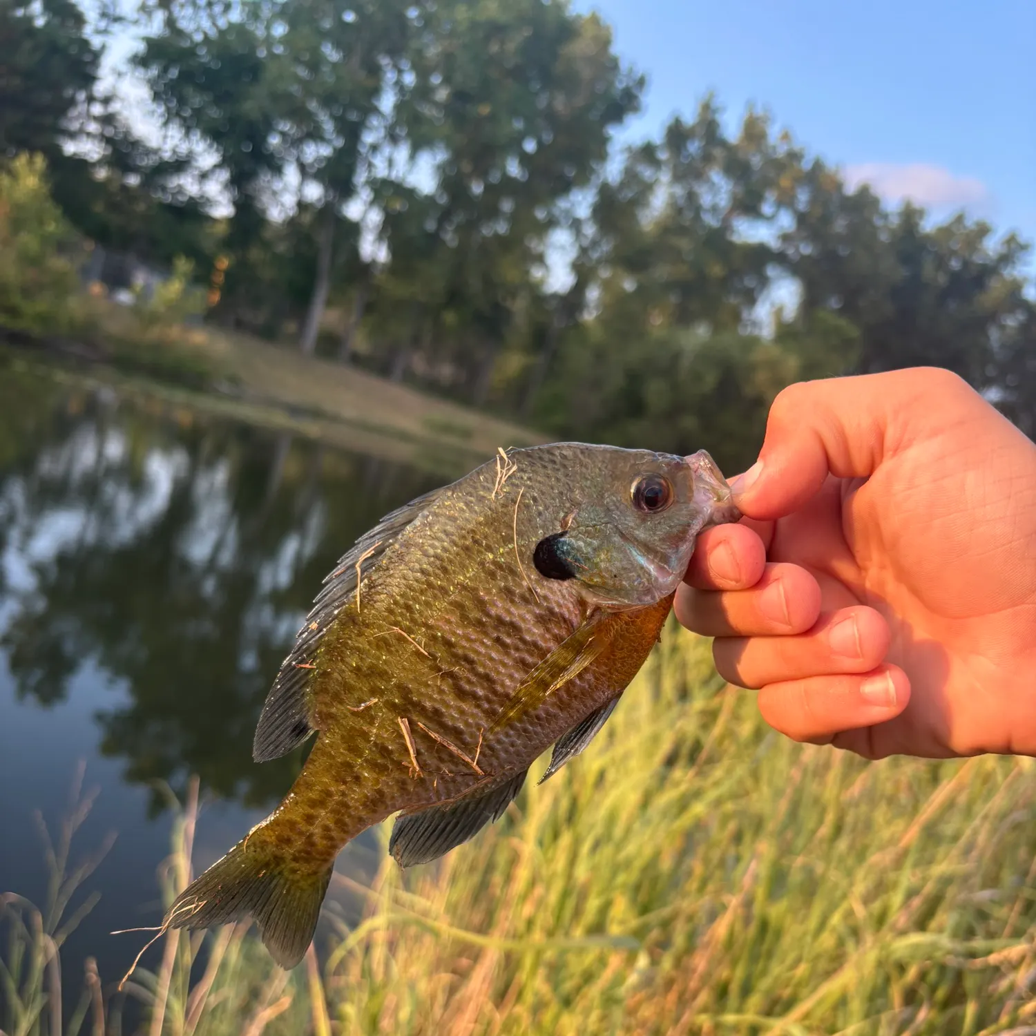 Fish caught on Fishbrain
