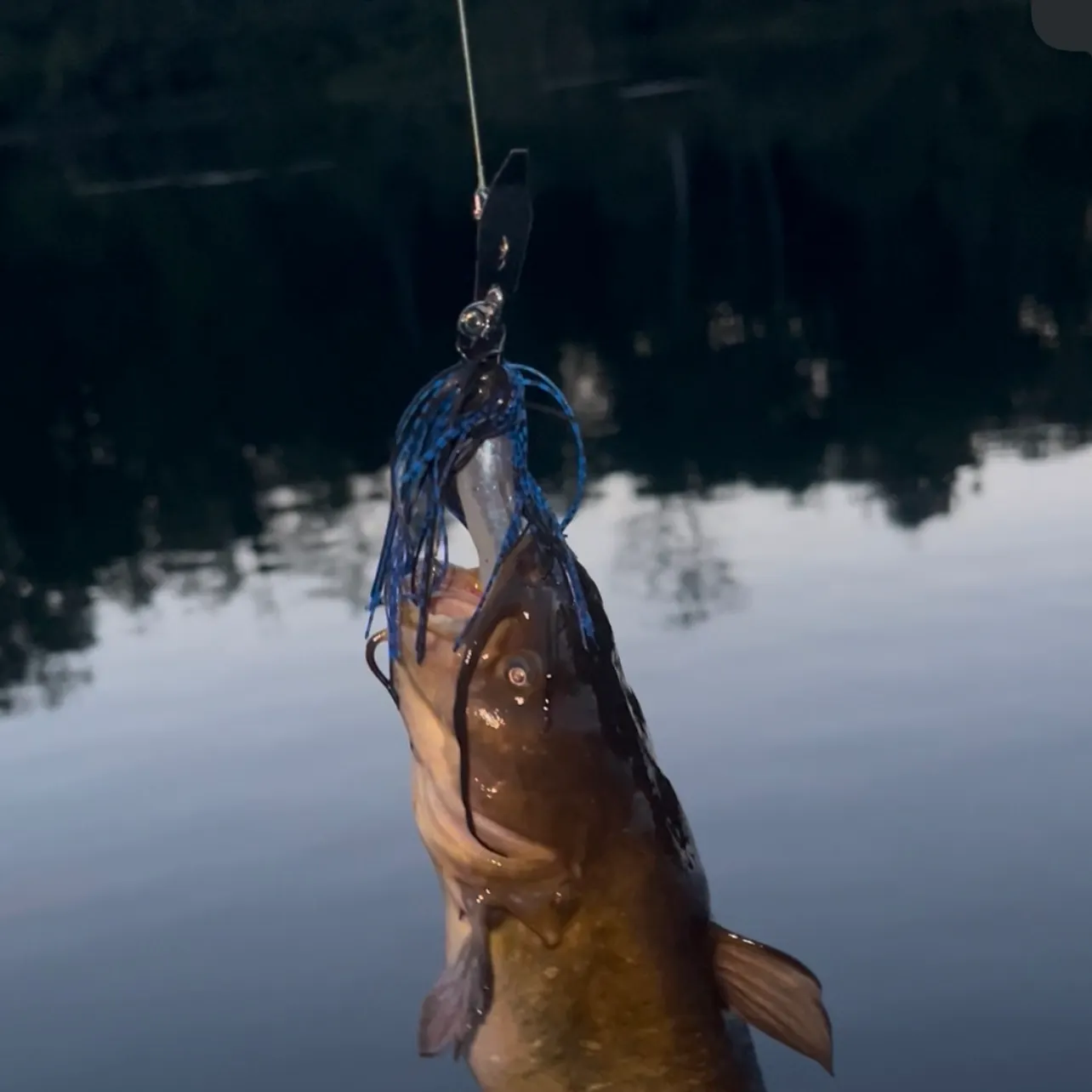 Yellow bullhead caught on Fishbrain