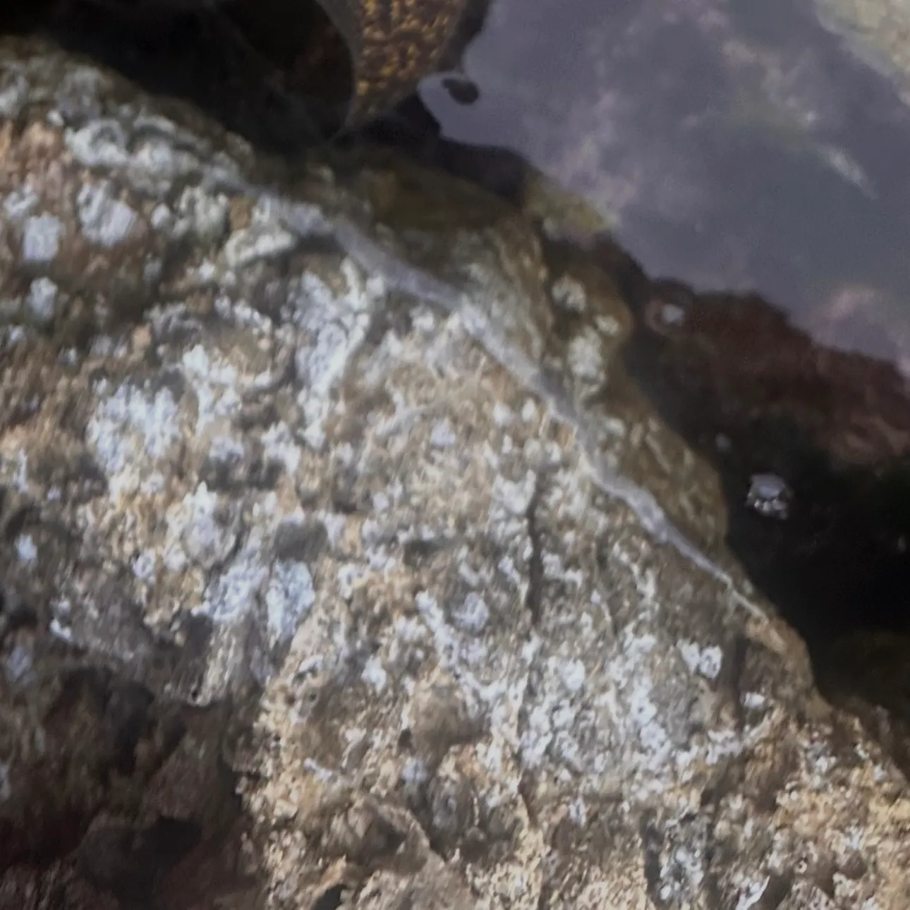 The most recent Leopard moray eel catches on Fishbrain