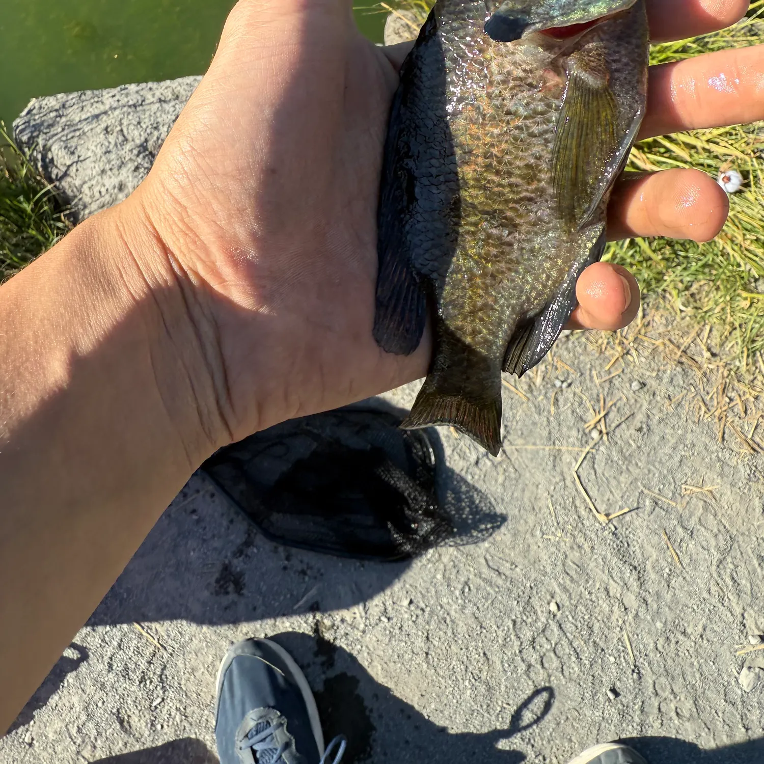 The most recent Bluegill catches on Fishbrain