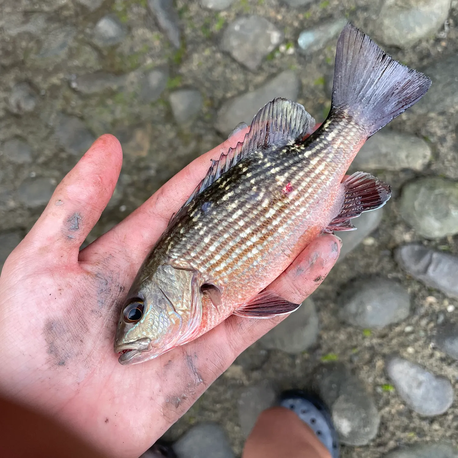 The most recent Pacific cubera snapper catches on Fishbrain