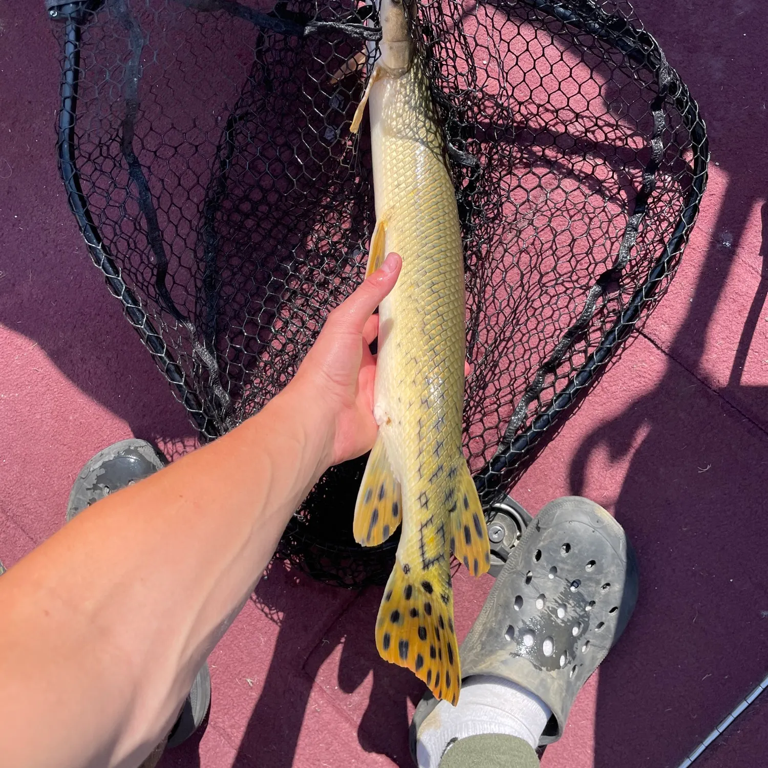 recently logged catches