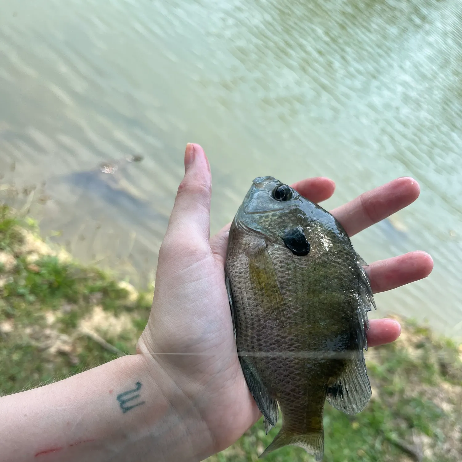 Bluegill caught on Fishbrain