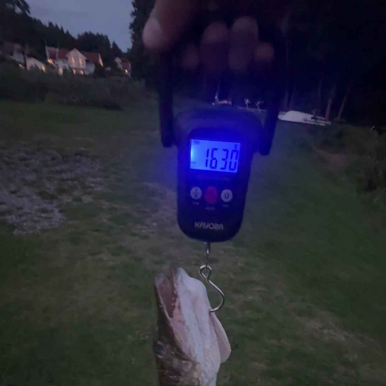 Northern pike caught on Fishbrain