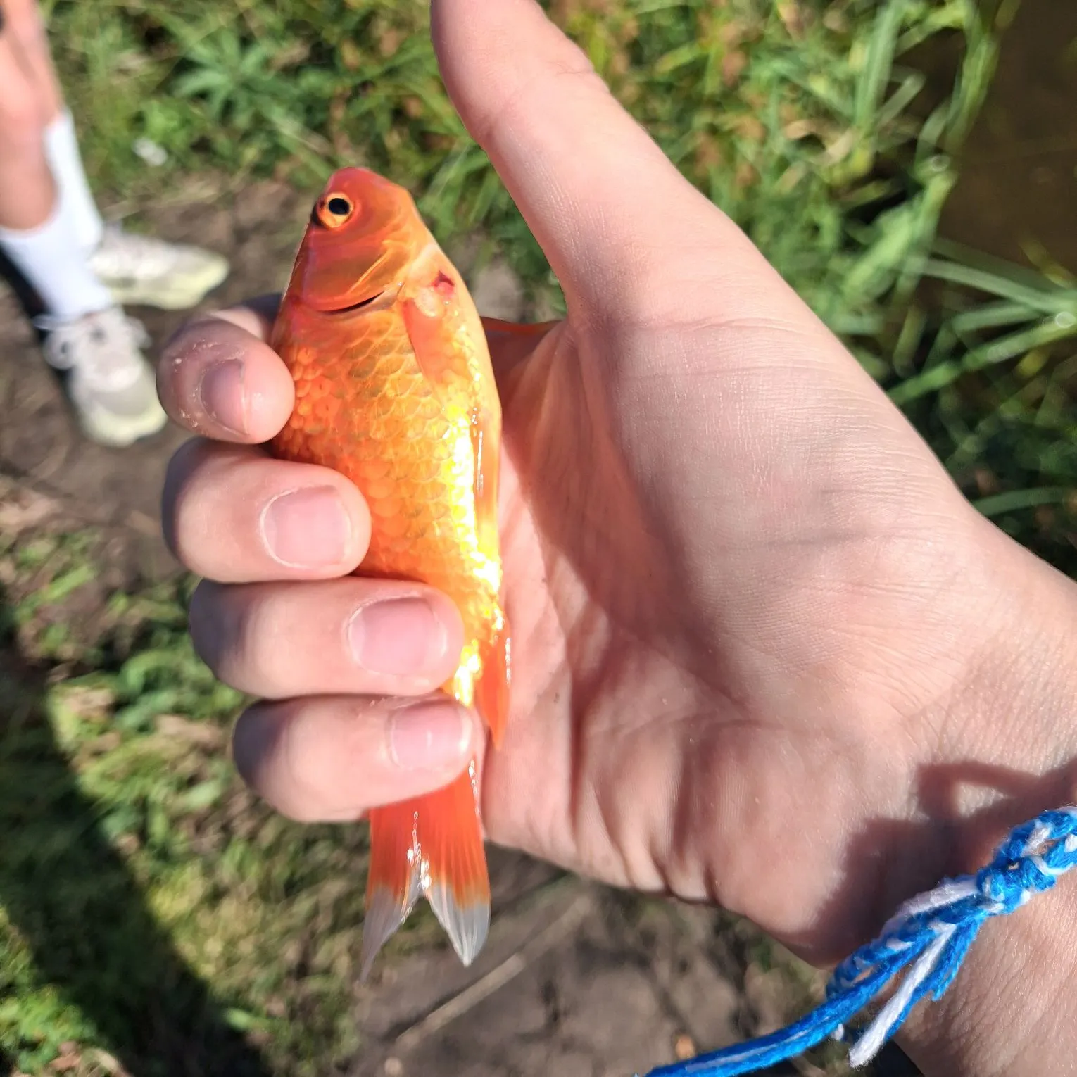 Goldfish caught on Fishbrain