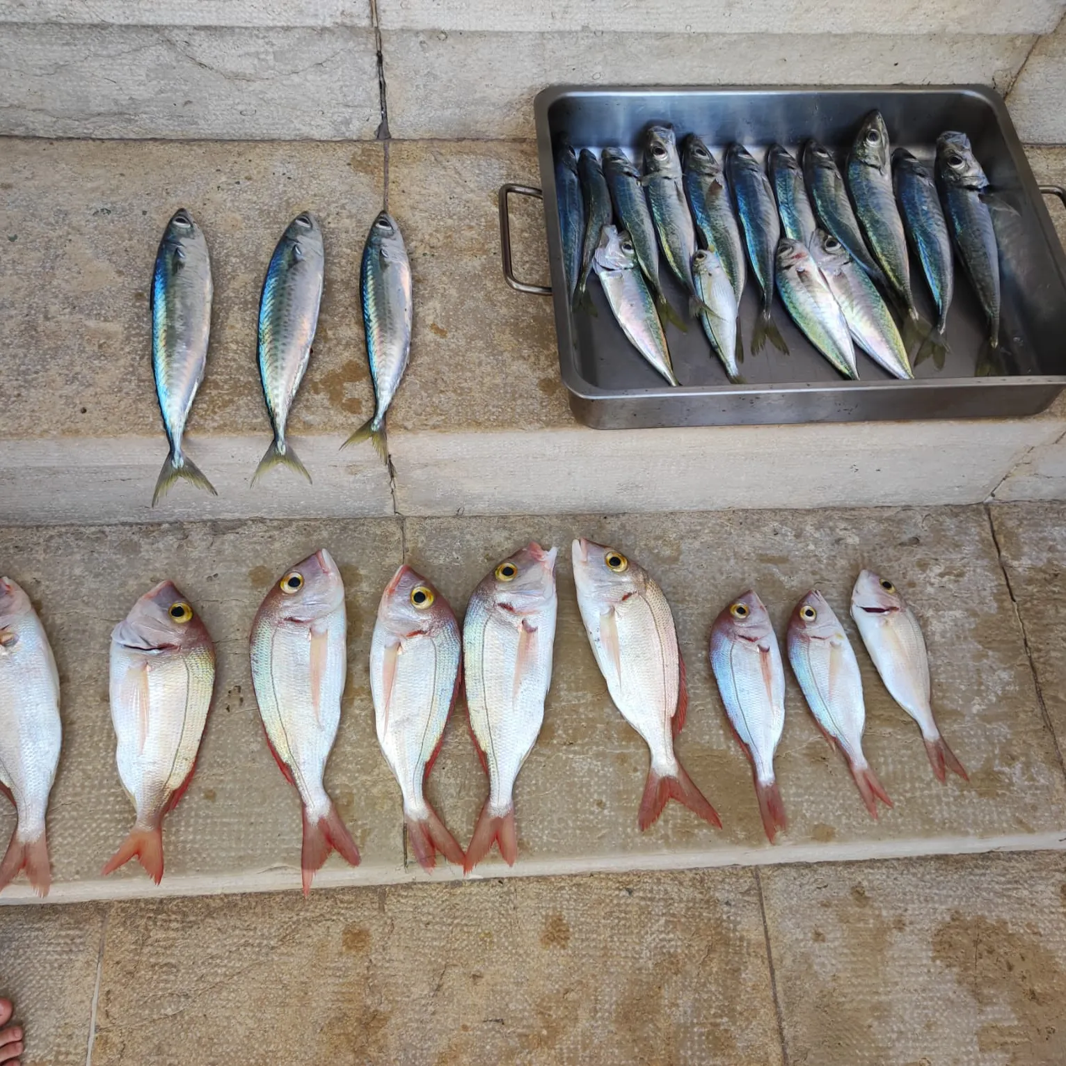 The most recent Common pandora catches on Fishbrain