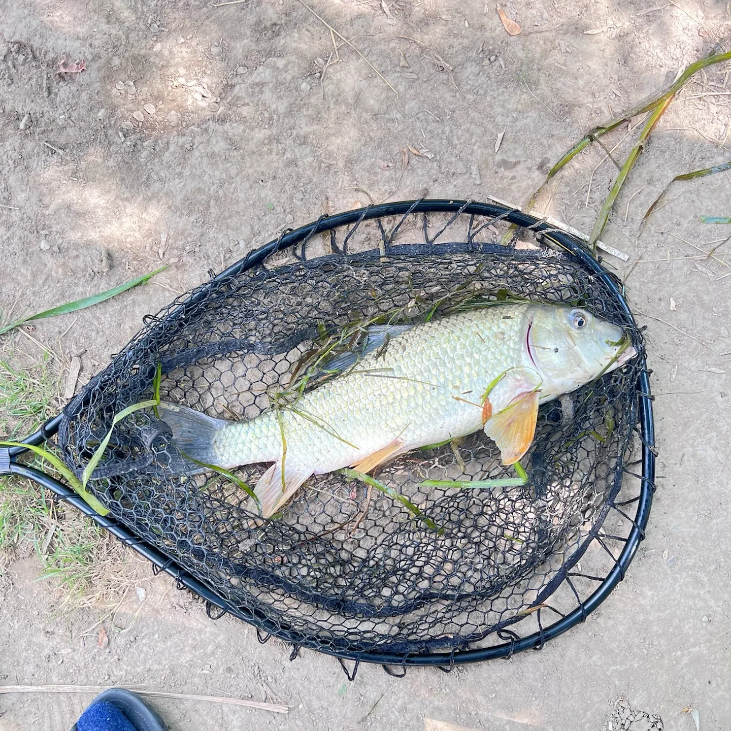 The most recent Silver redhorse catches on Fishbrain