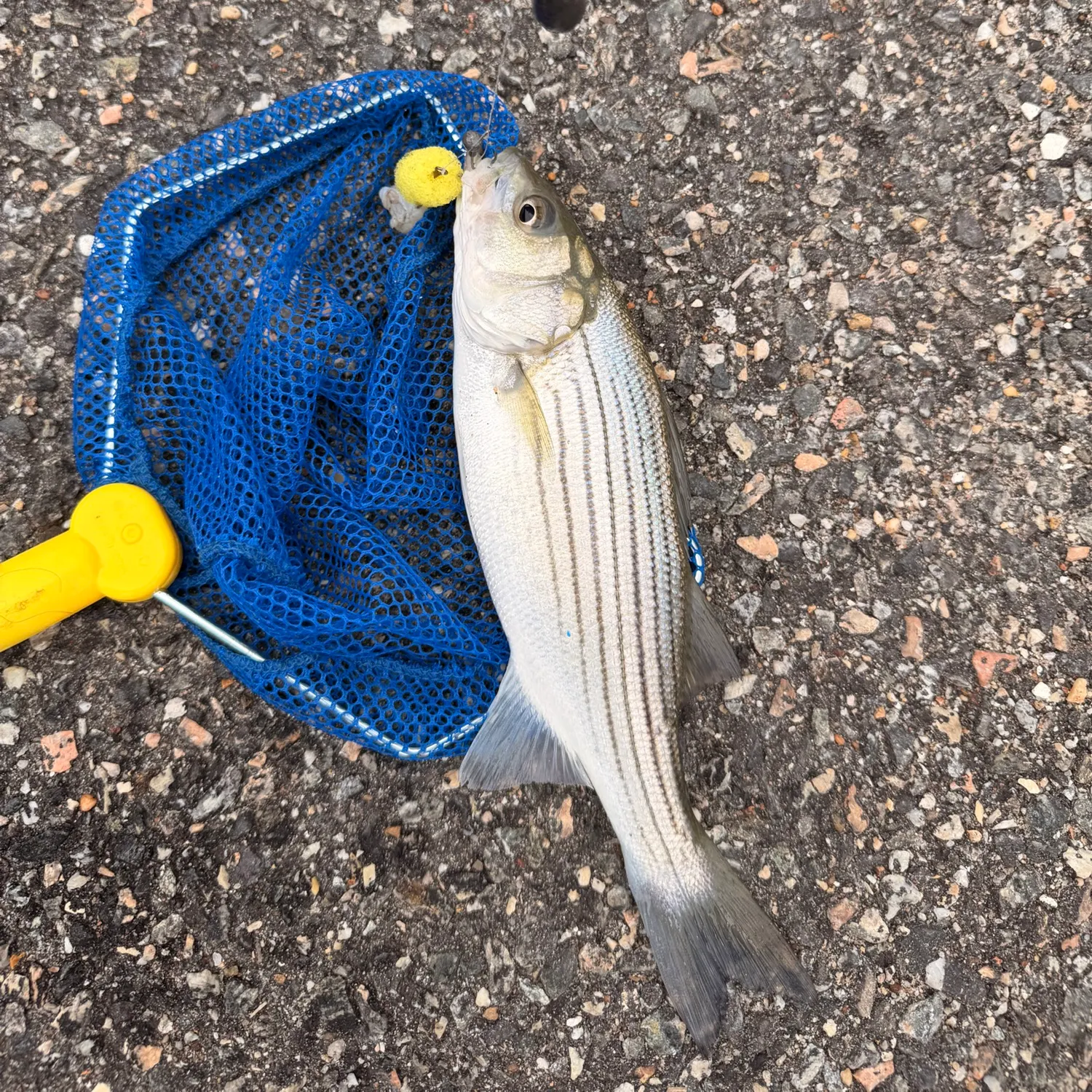 Striped bass caught on Fishbrain