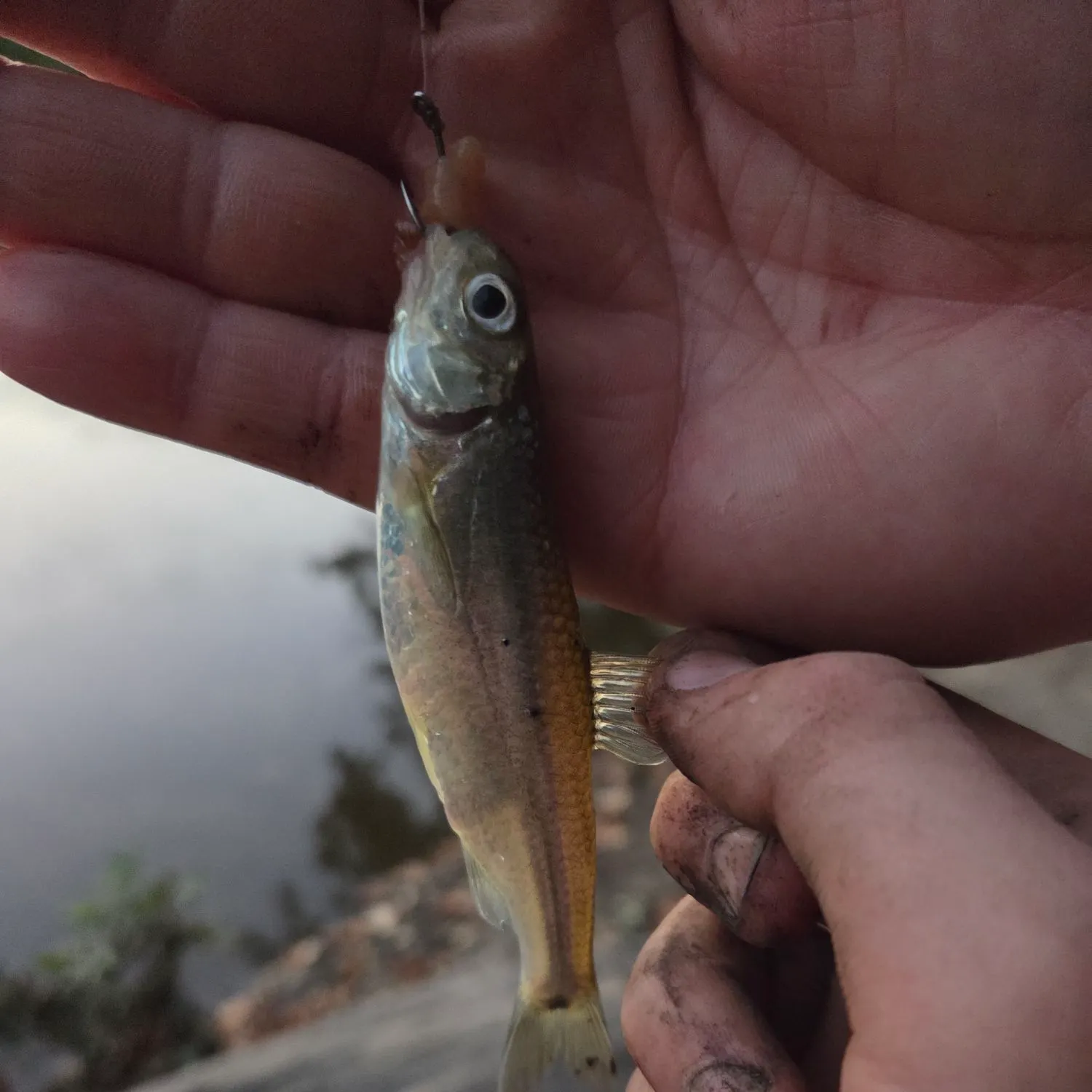 Common shiner caught on Fishbrain