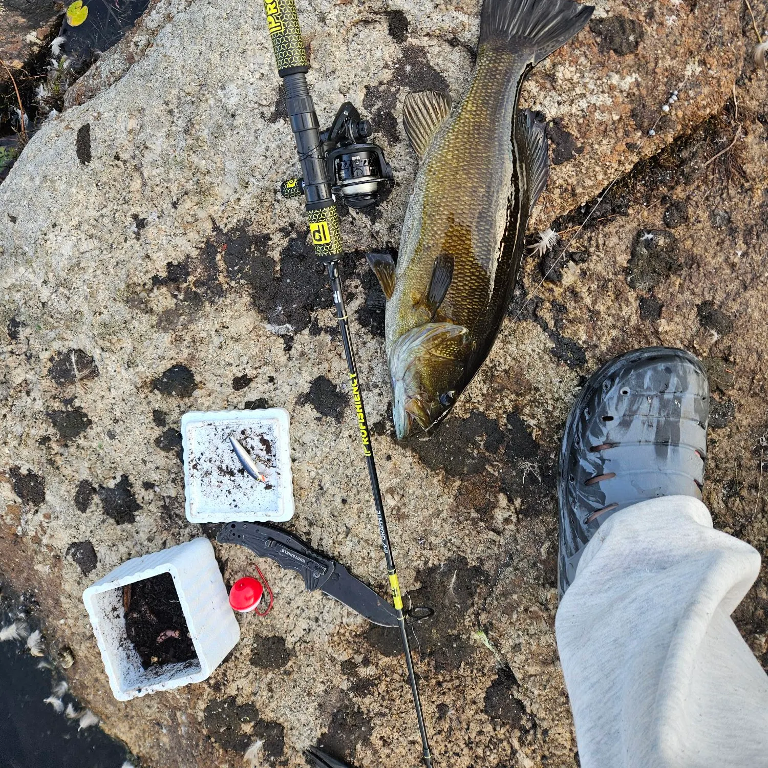 Smallmouth bass caught on Fishbrain