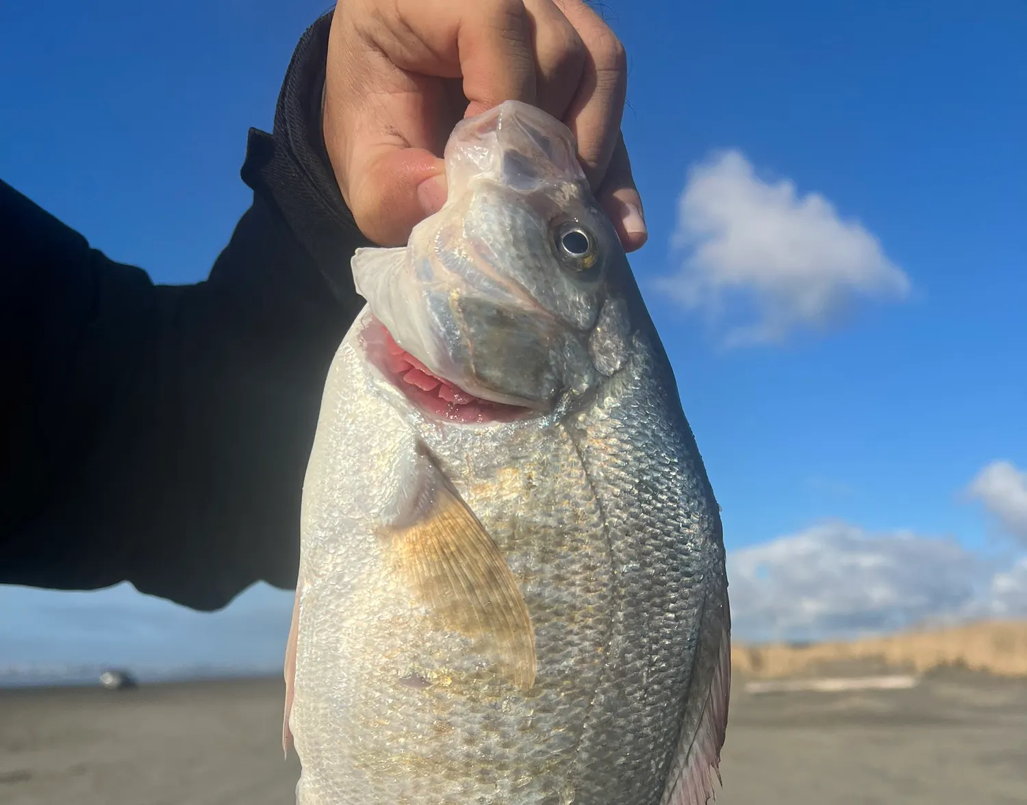 Redtail surfperch