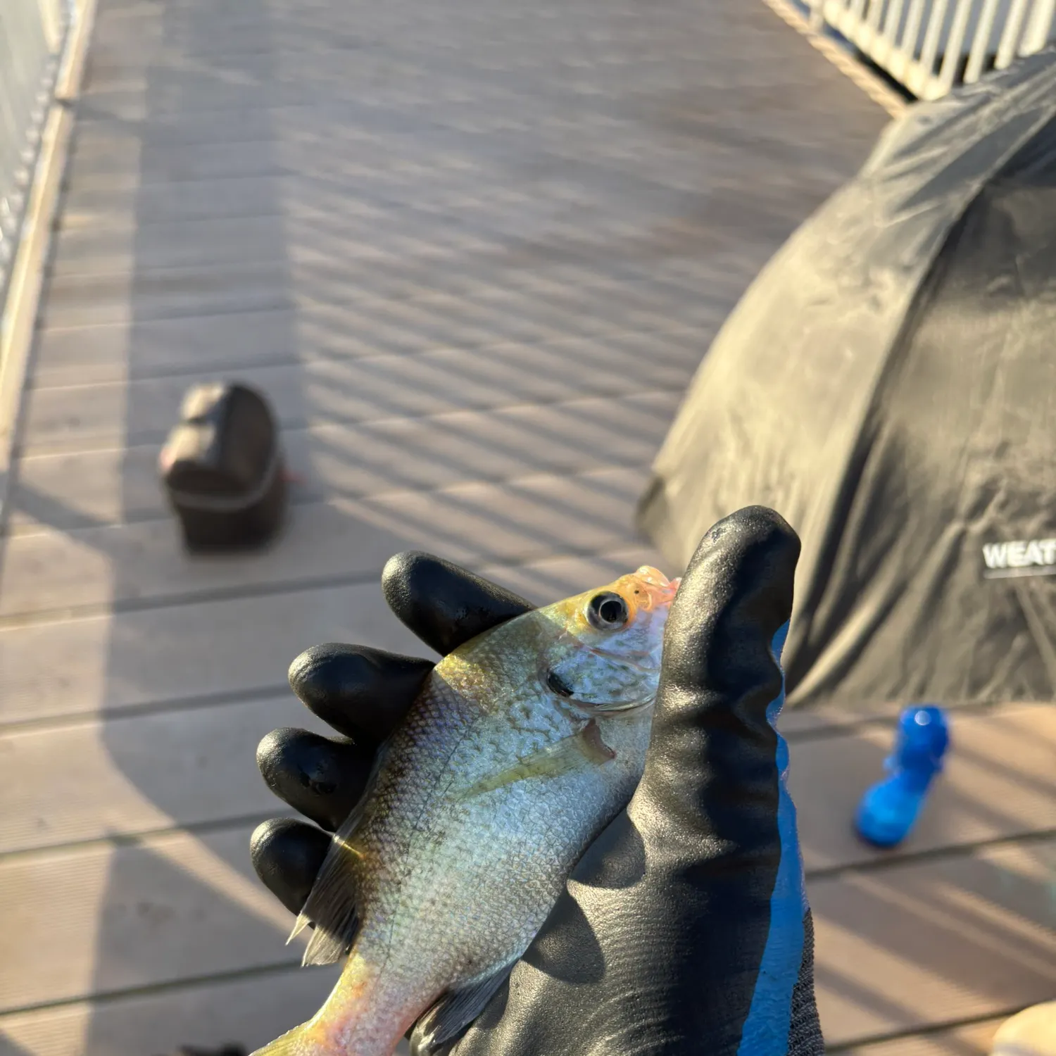 Bluegill caught on Fishbrain