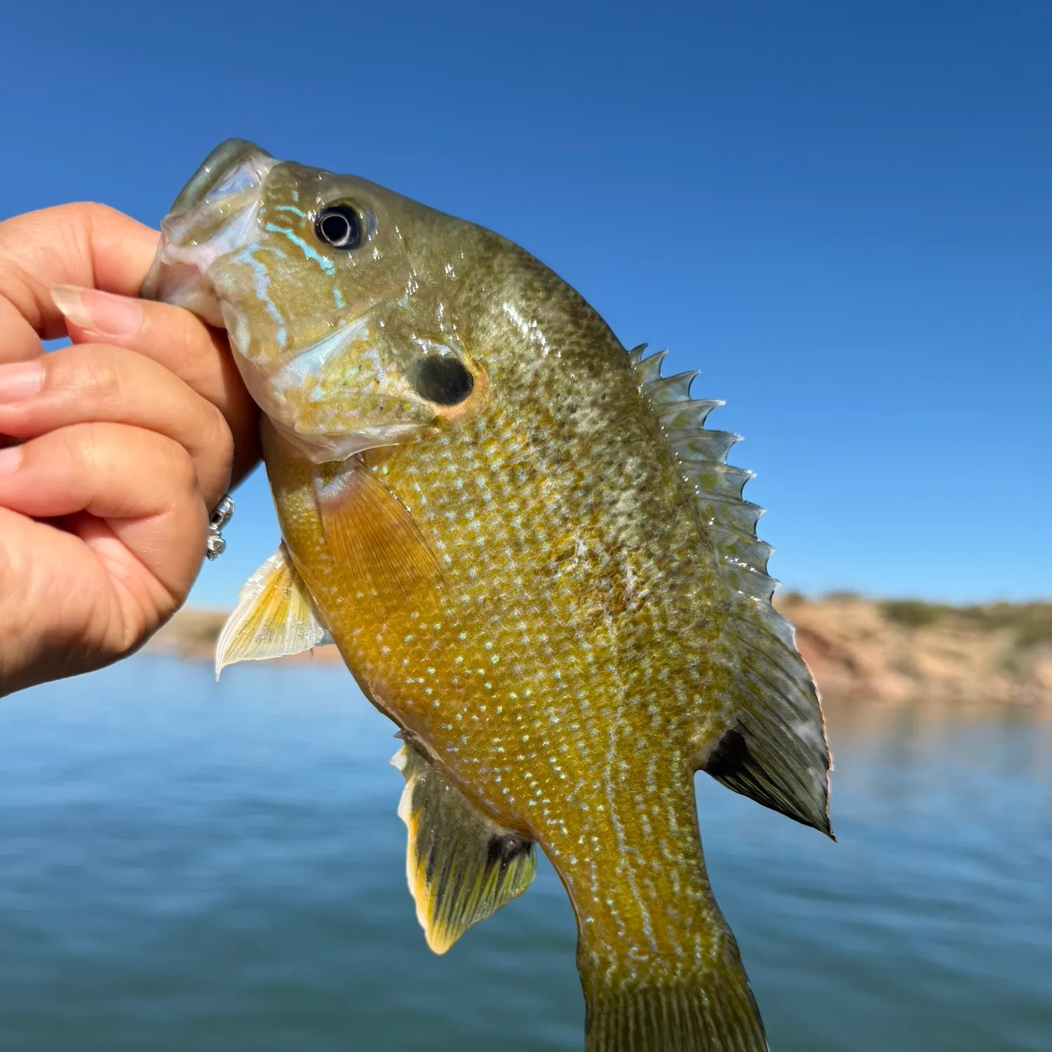 Green sunfish caught on Fishbrain