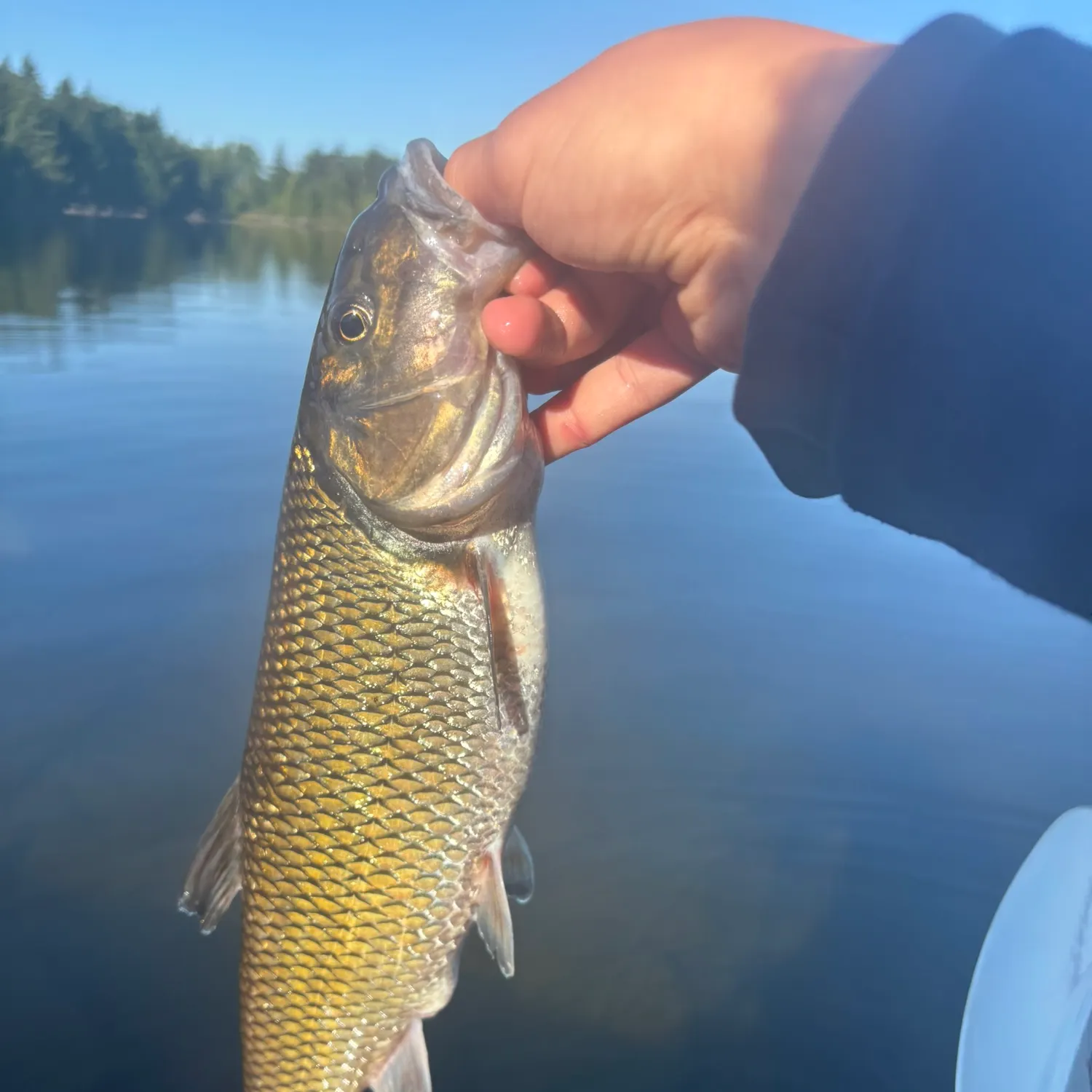 Fallfish caught on Fishbrain