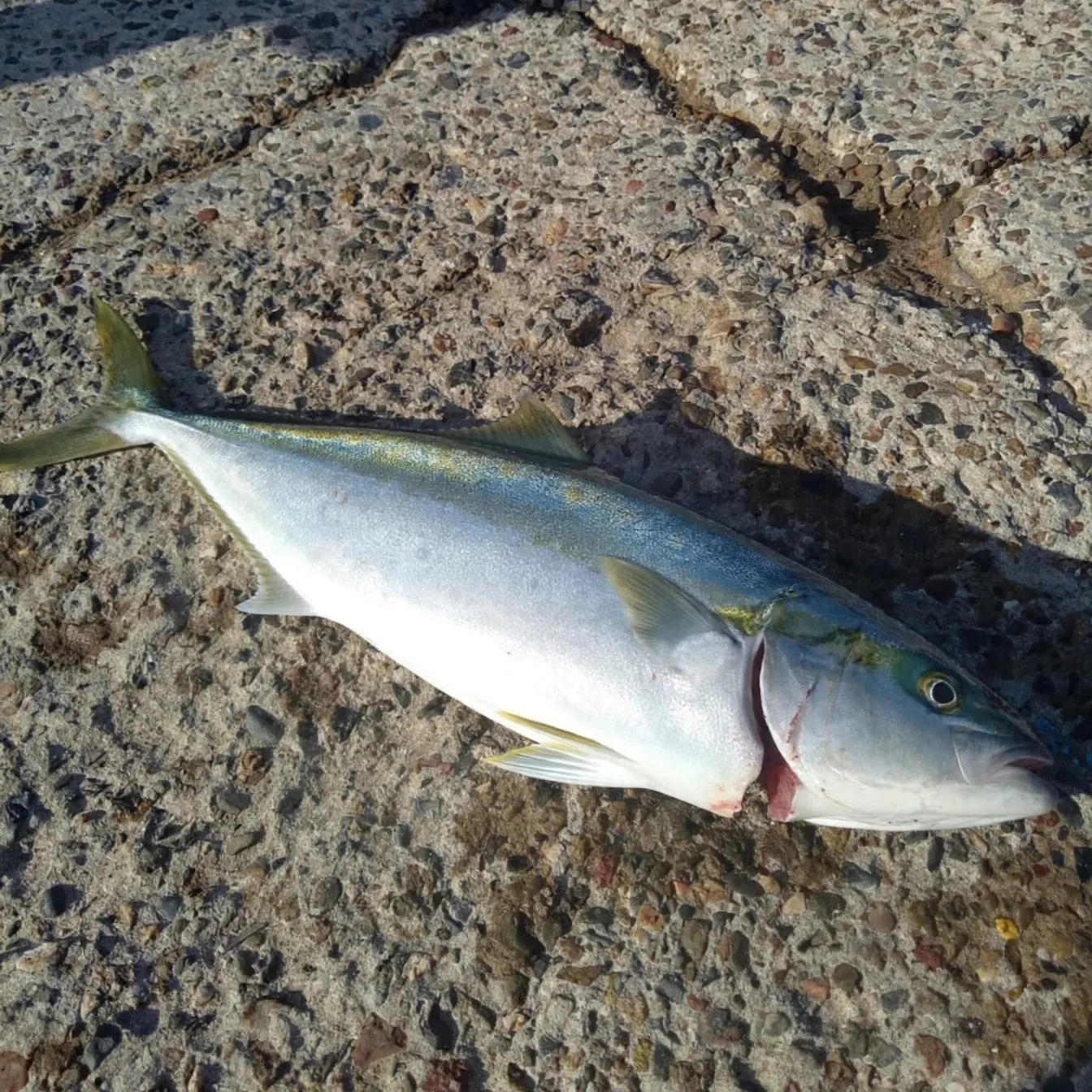 The most recent Southern yellowtail amberjack catches on Fishbrain