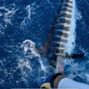 The most recent Atlantic blue marlin catches on Fishbrain