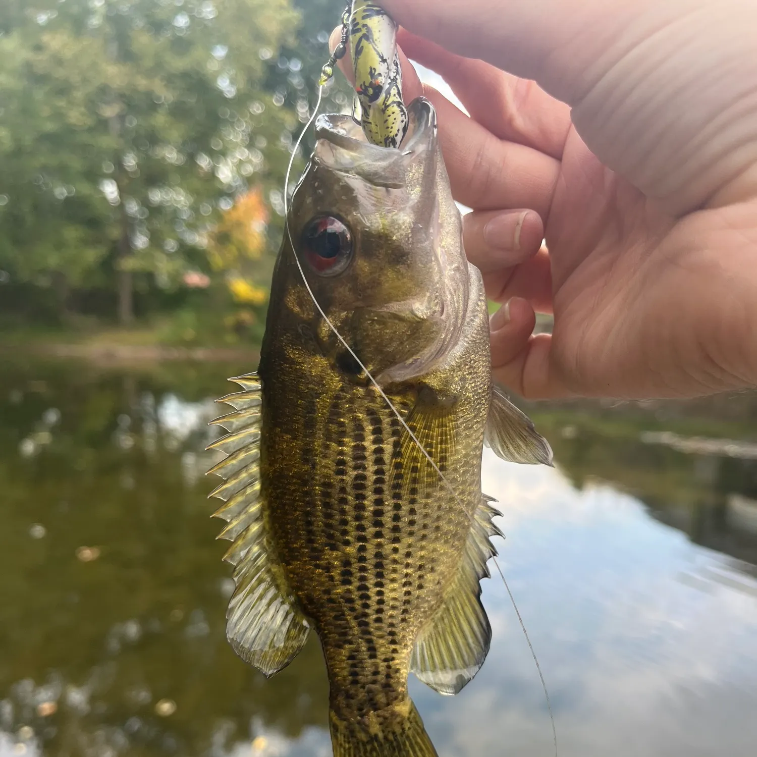 Rock bass caught on Fishbrain
