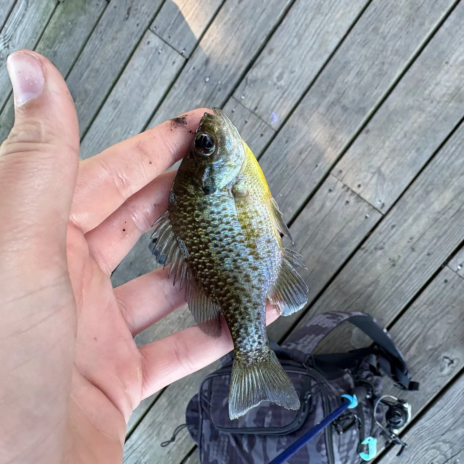 Bluegill caught on Fishbrain