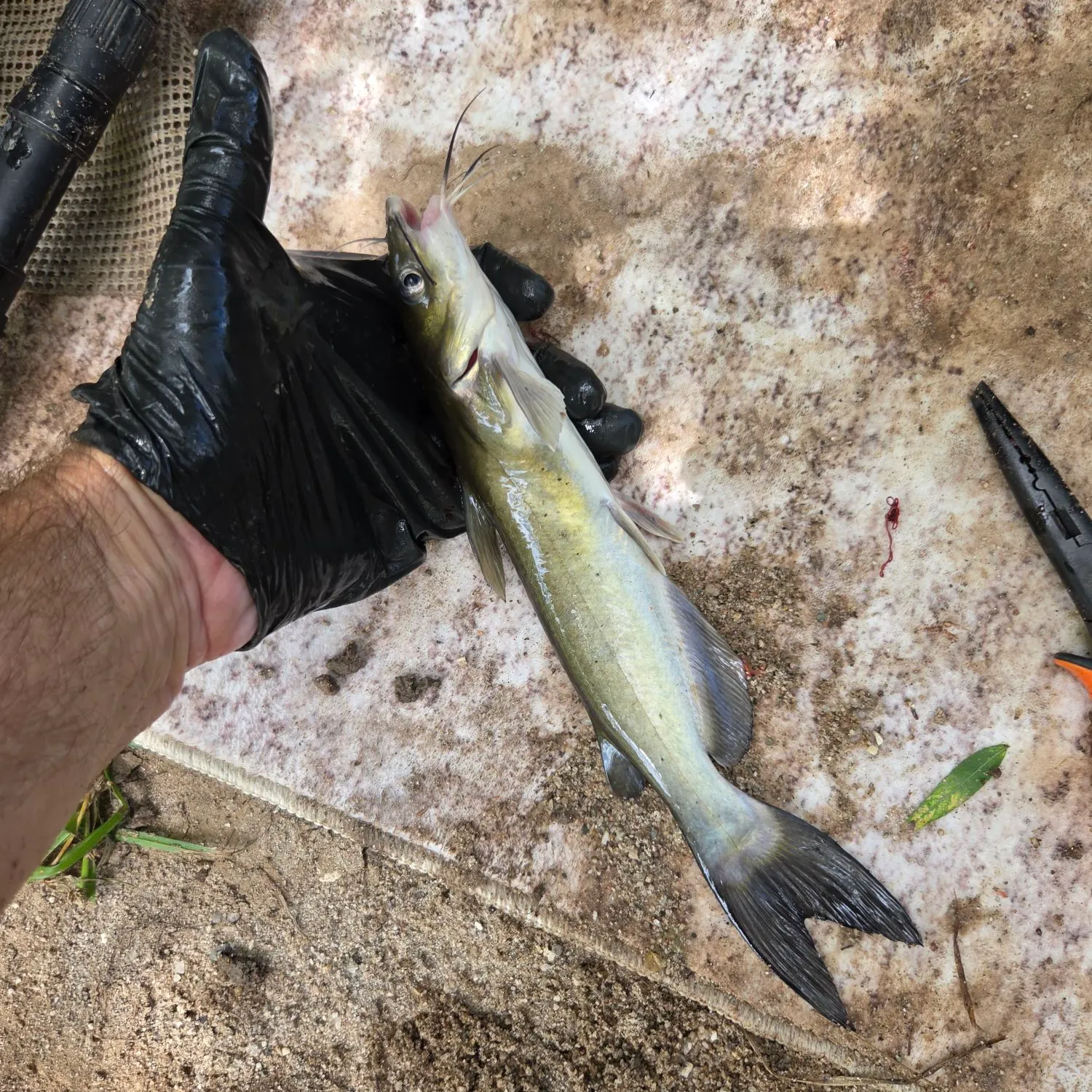 Channel catfish caught on Fishbrain