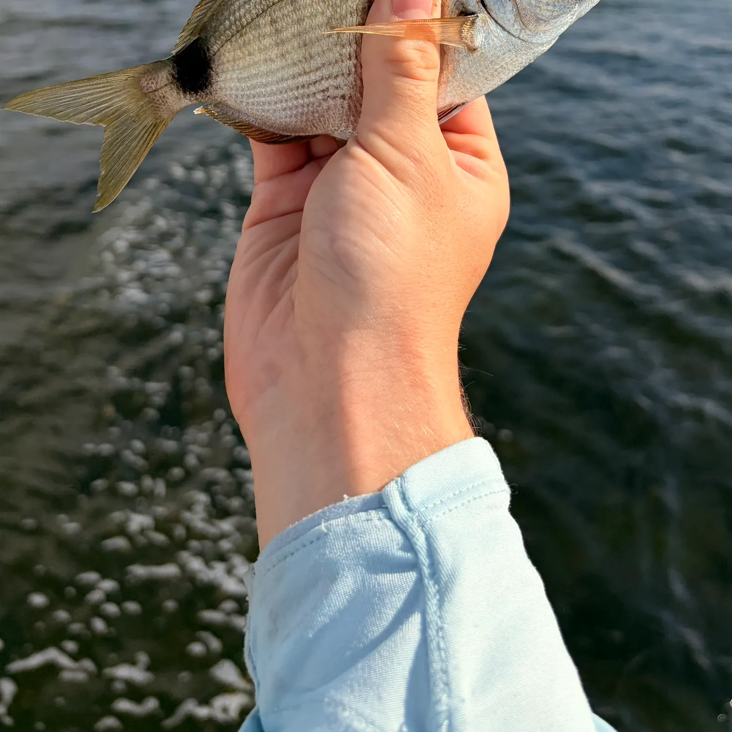 The most recent Spottail seabream catches on Fishbrain