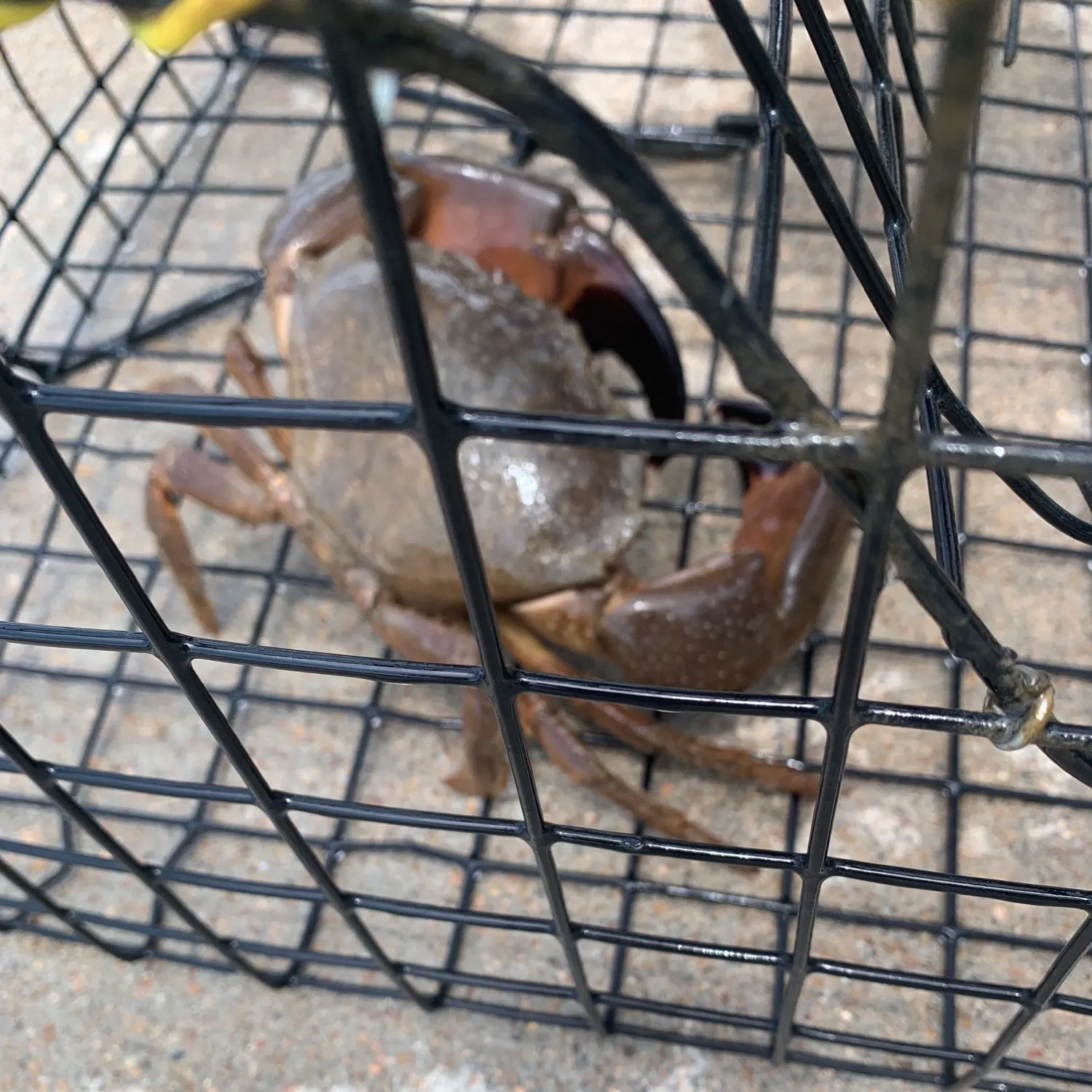 The most recent Giant mud crab catches on Fishbrain