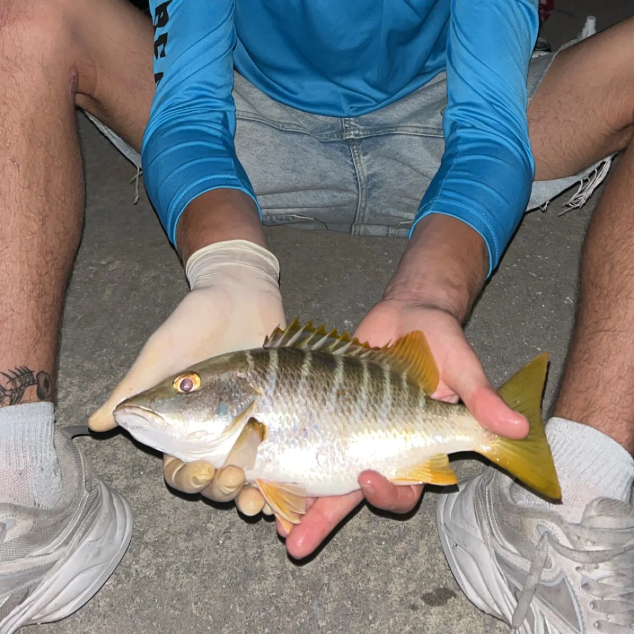 The most recent Schoolmaster snapper catches on Fishbrain