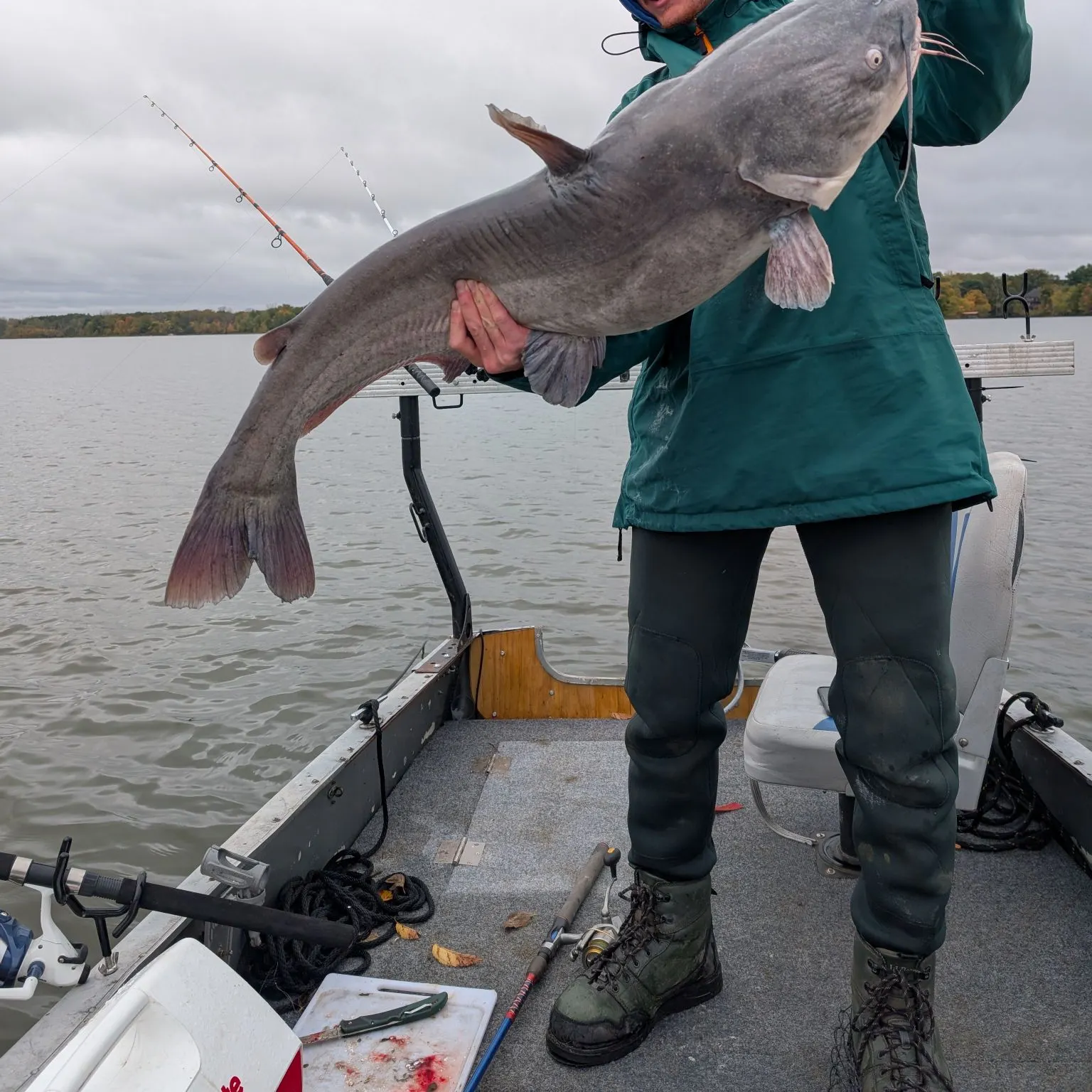 Blue catfish caught on Fishbrain
