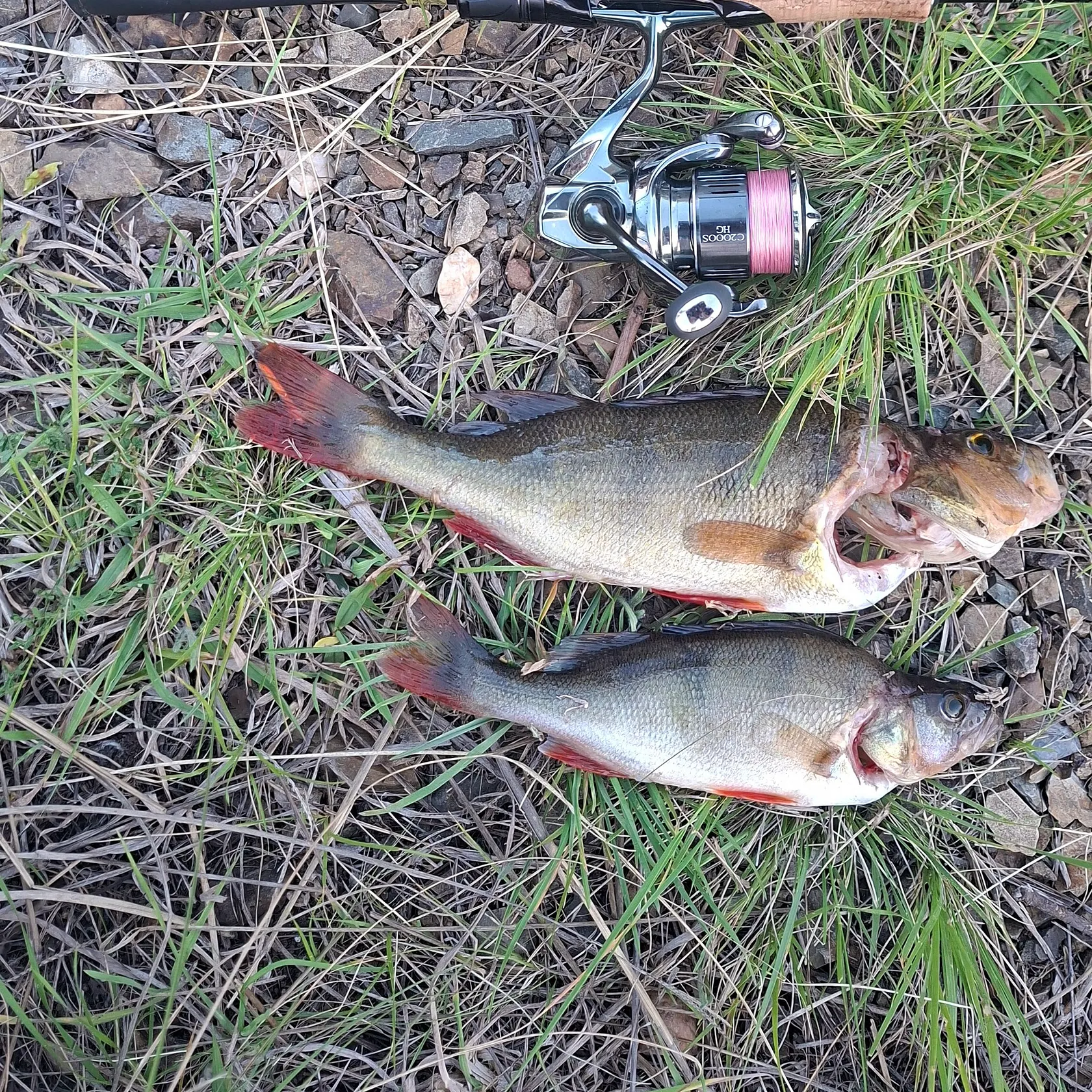 European perch caught on Fishbrain