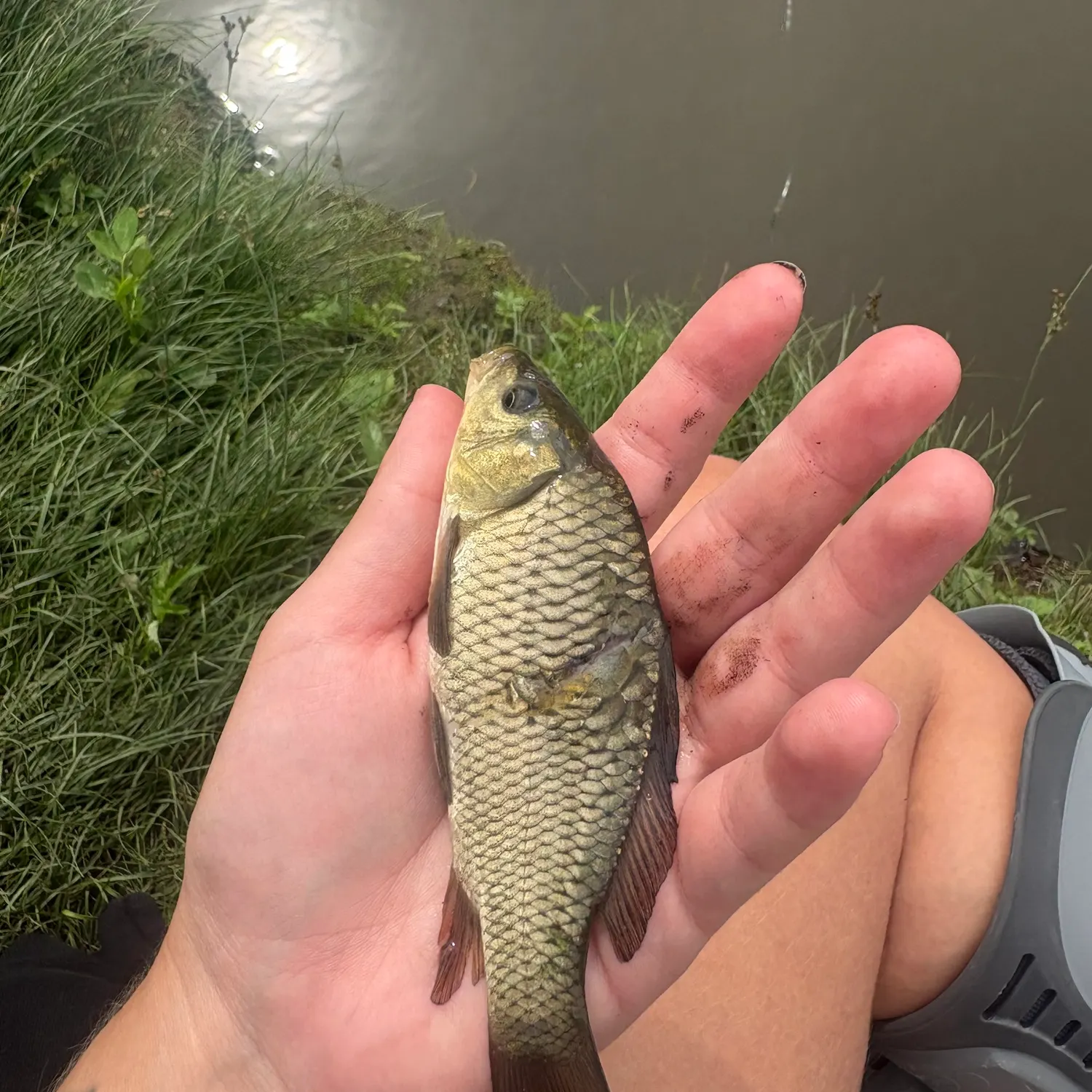 Common carp caught on Fishbrain