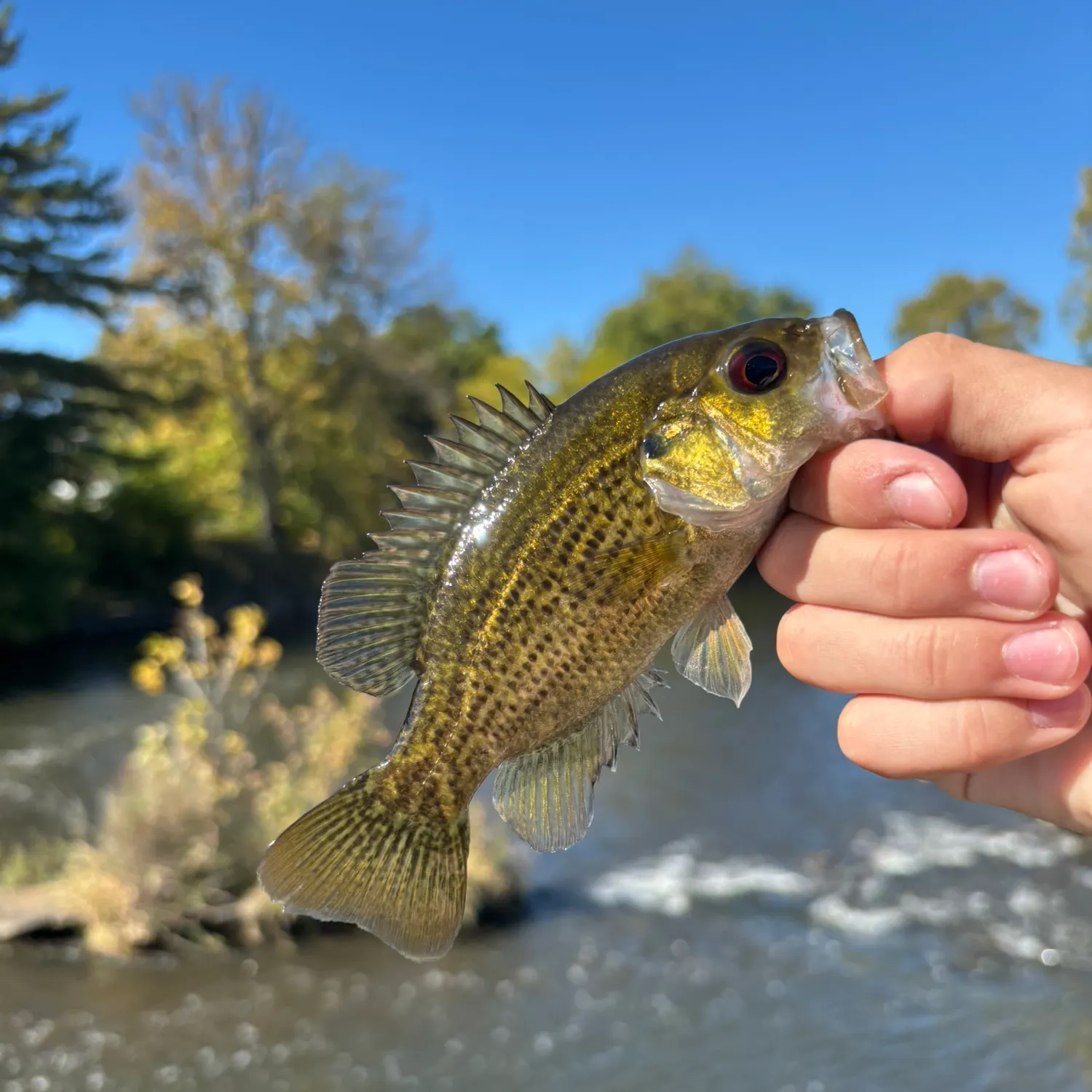 Rock bass caught on Fishbrain