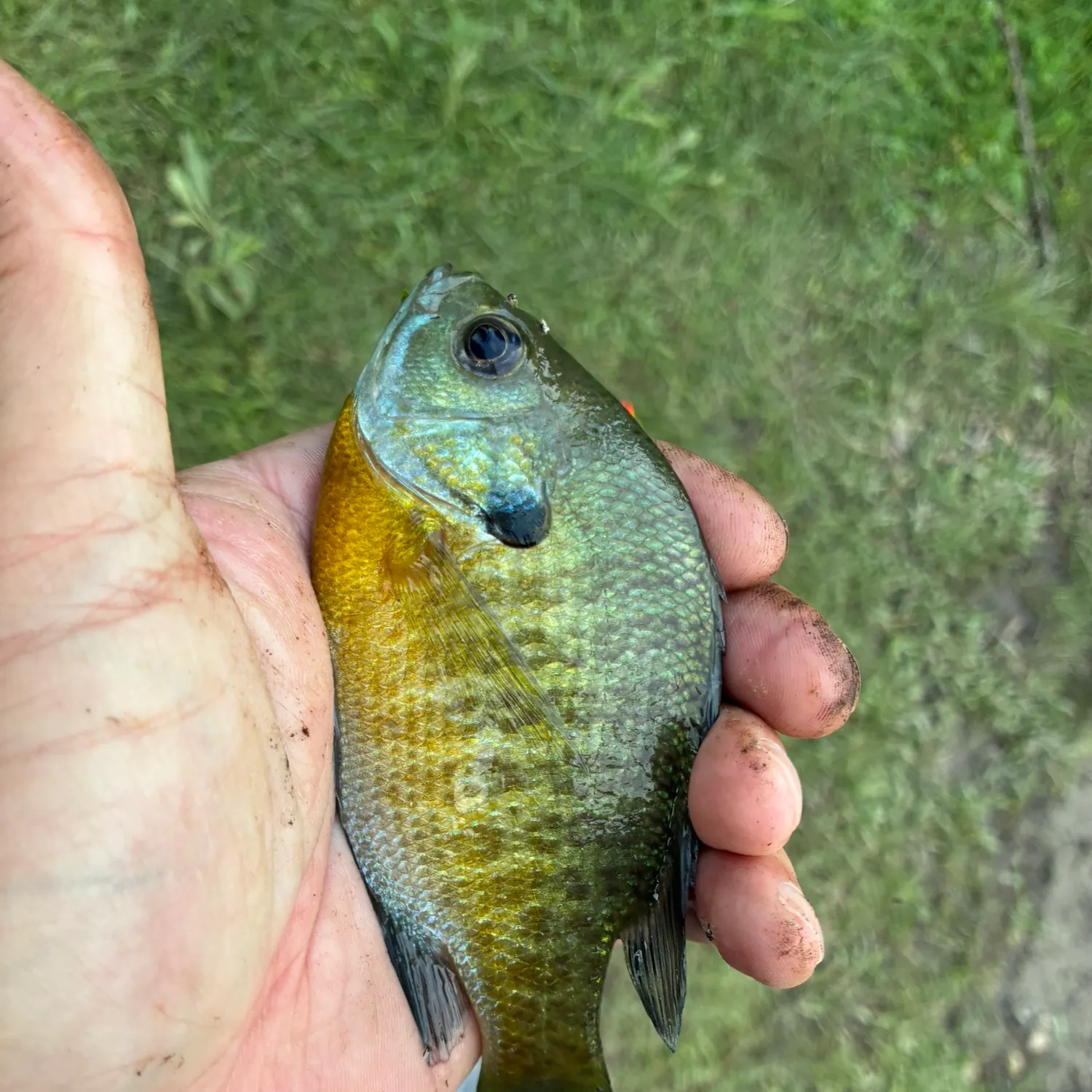 Green sunfish caught on Fishbrain
