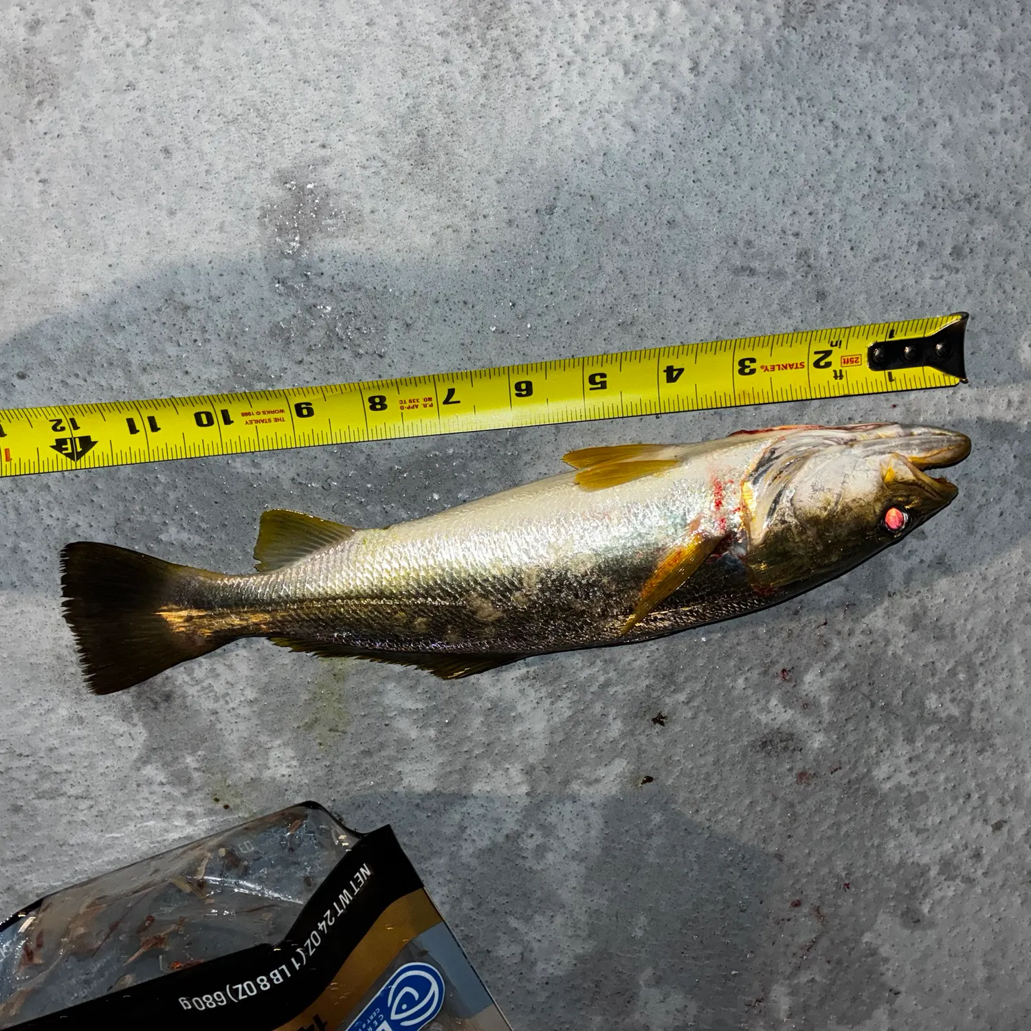 The most recent Sand seatrout catches on Fishbrain