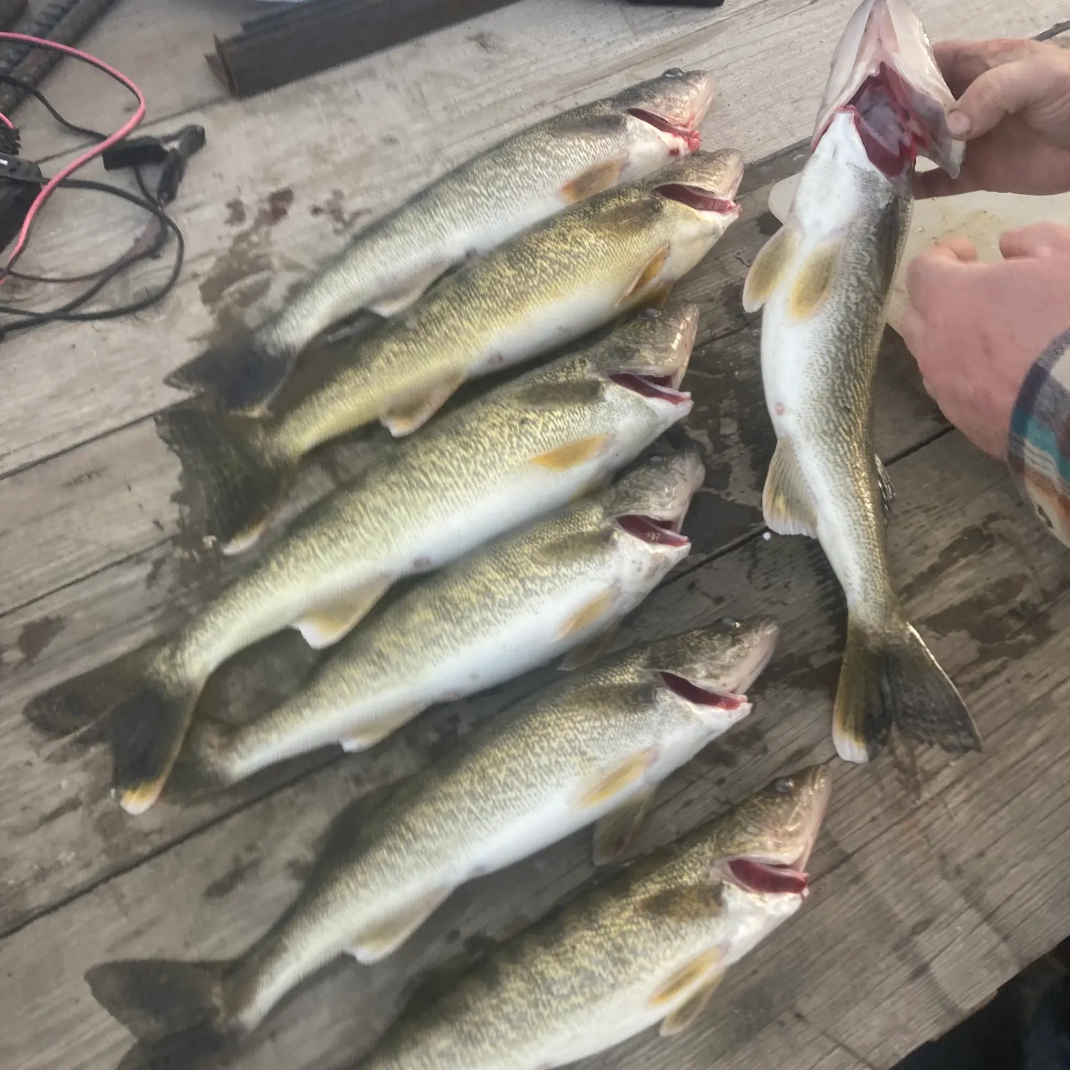 recently logged catches